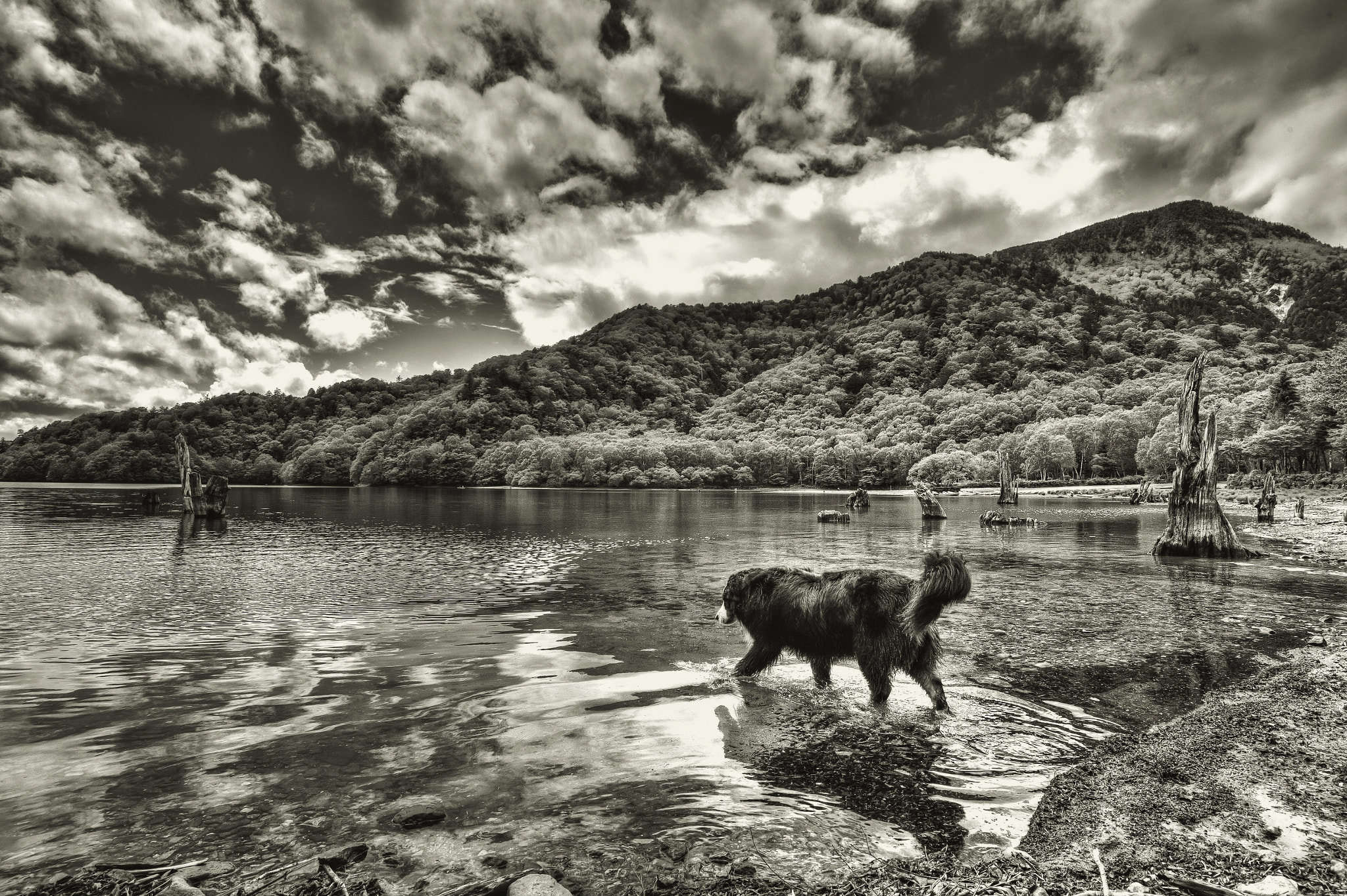 Nikon D4 + Nikon AF-S Nikkor 18-35mm F3.5-4.5G ED sample photo. Dog in lake photography