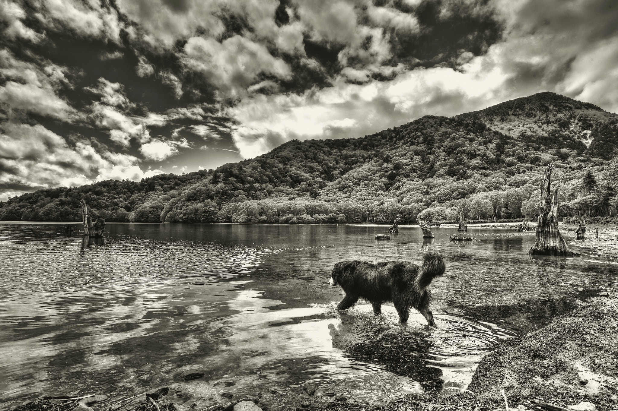 Nikon AF-S Nikkor 18-35mm F3.5-4.5G ED sample photo. Dog in lake photography