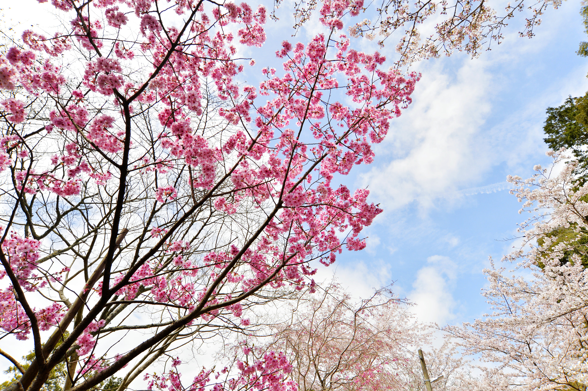 Nikon Df sample photo