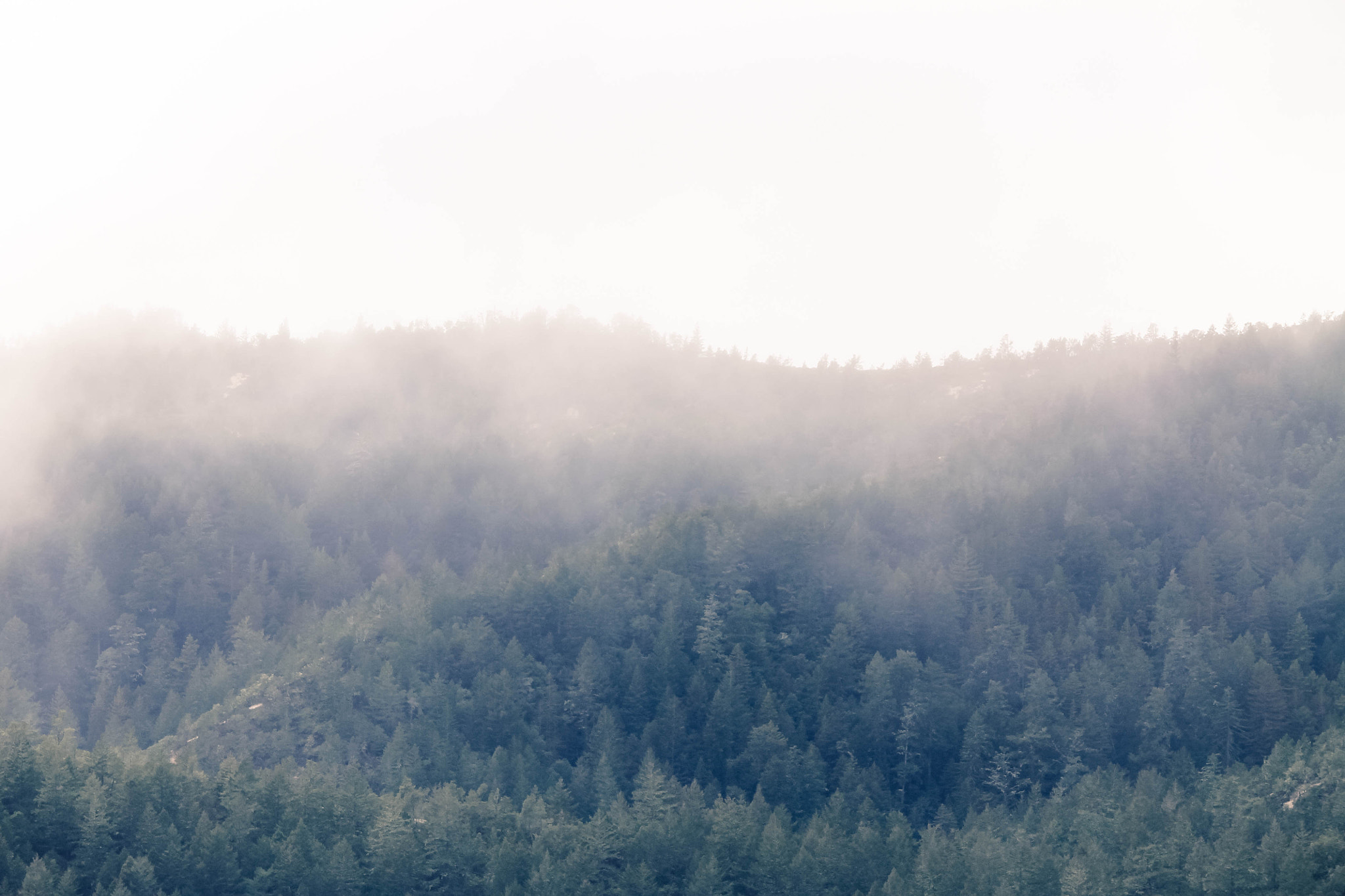 Canon EF-S 55-250mm F4-5.6 IS sample photo. Fog over the forest photography