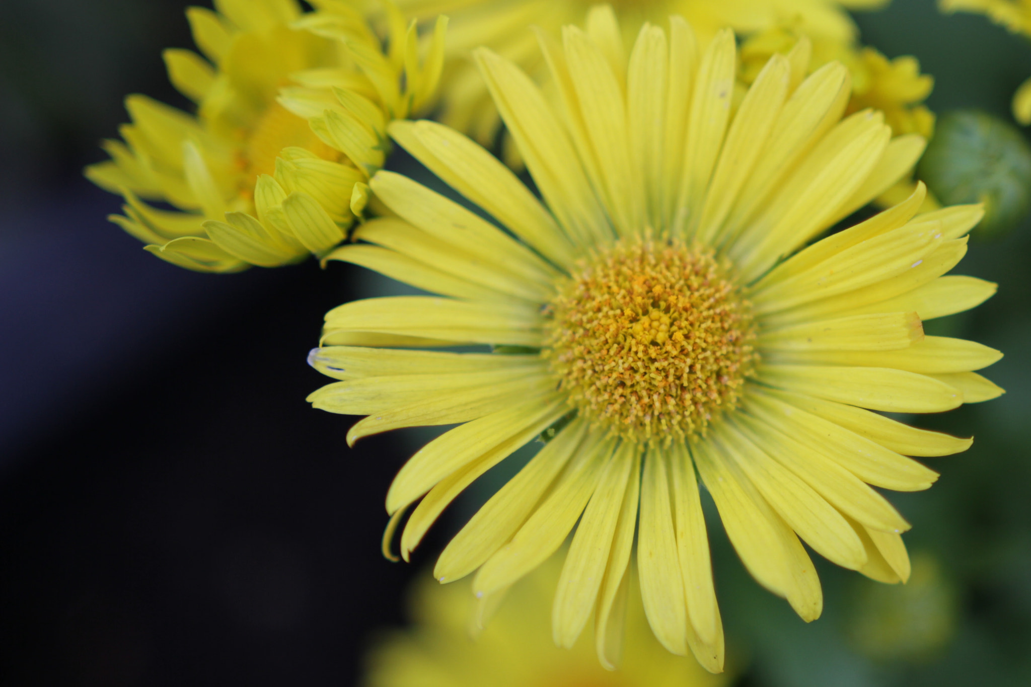 Canon 18-35mm sample photo. Springtime photography