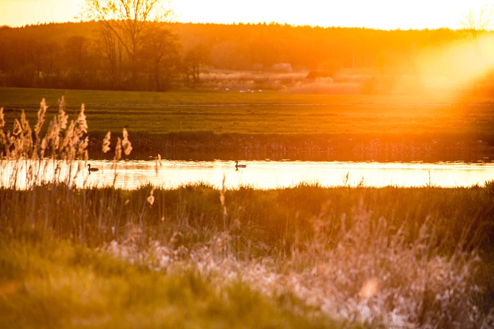 Sigma 50-500mm F4.5-6.3 DG OS HSM sample photo. Two ducks photography
