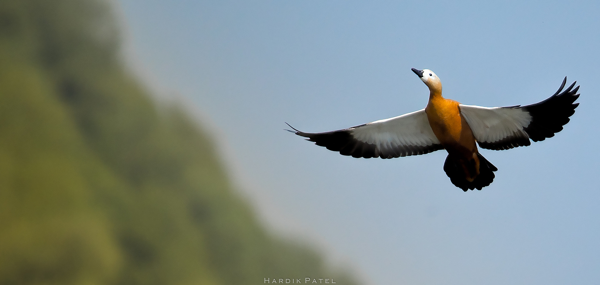 Nikon D4S sample photo. Ruddy shelduck photography