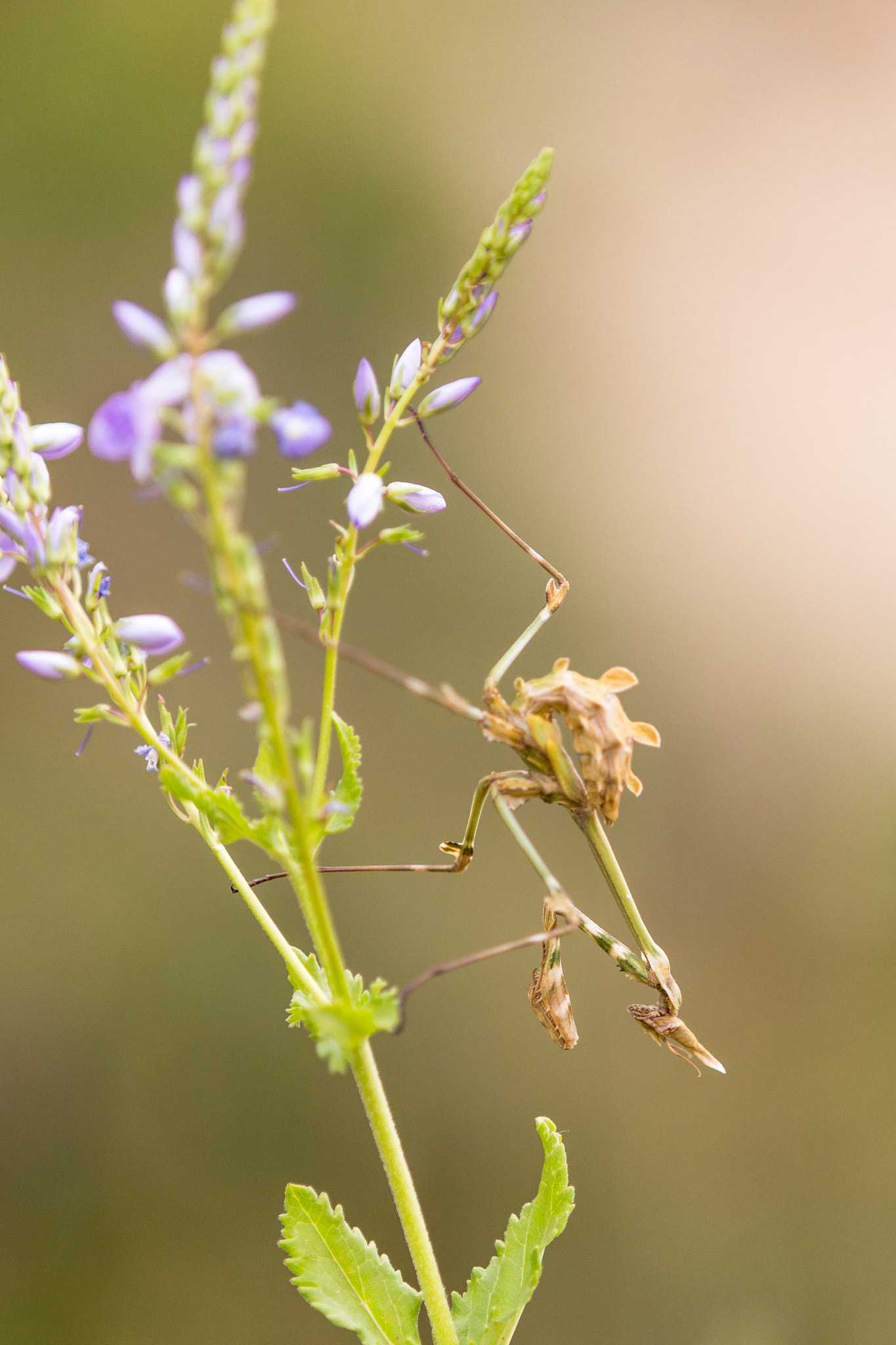 Tamron SP AF 180mm F3.5 Di LD (IF) Macro sample photo. Mantis photography