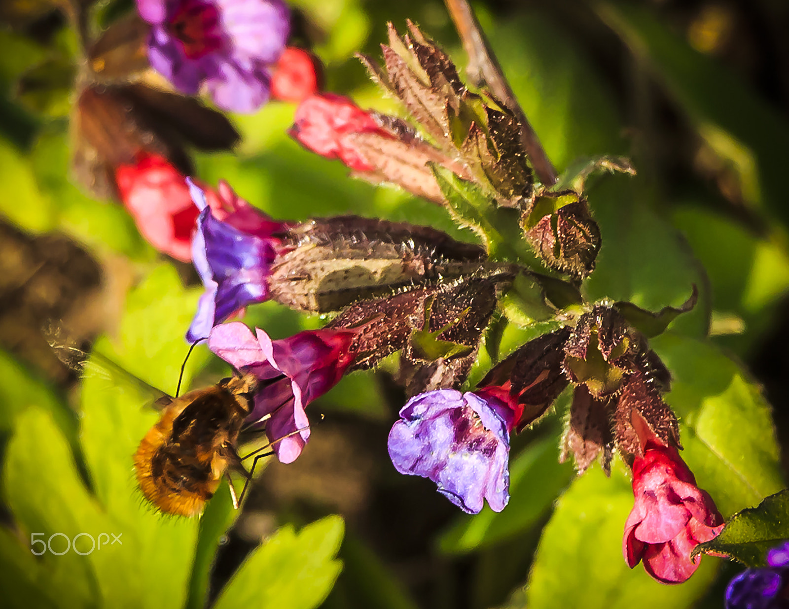 Canon EF-S 18-135mm F3.5-5.6 IS STM sample photo. Pollinating process photography