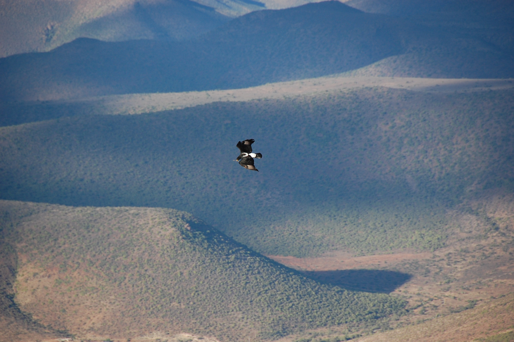 Nikon D40 sample photo. Witkruisarend (verreaux's eagle) kopie photography