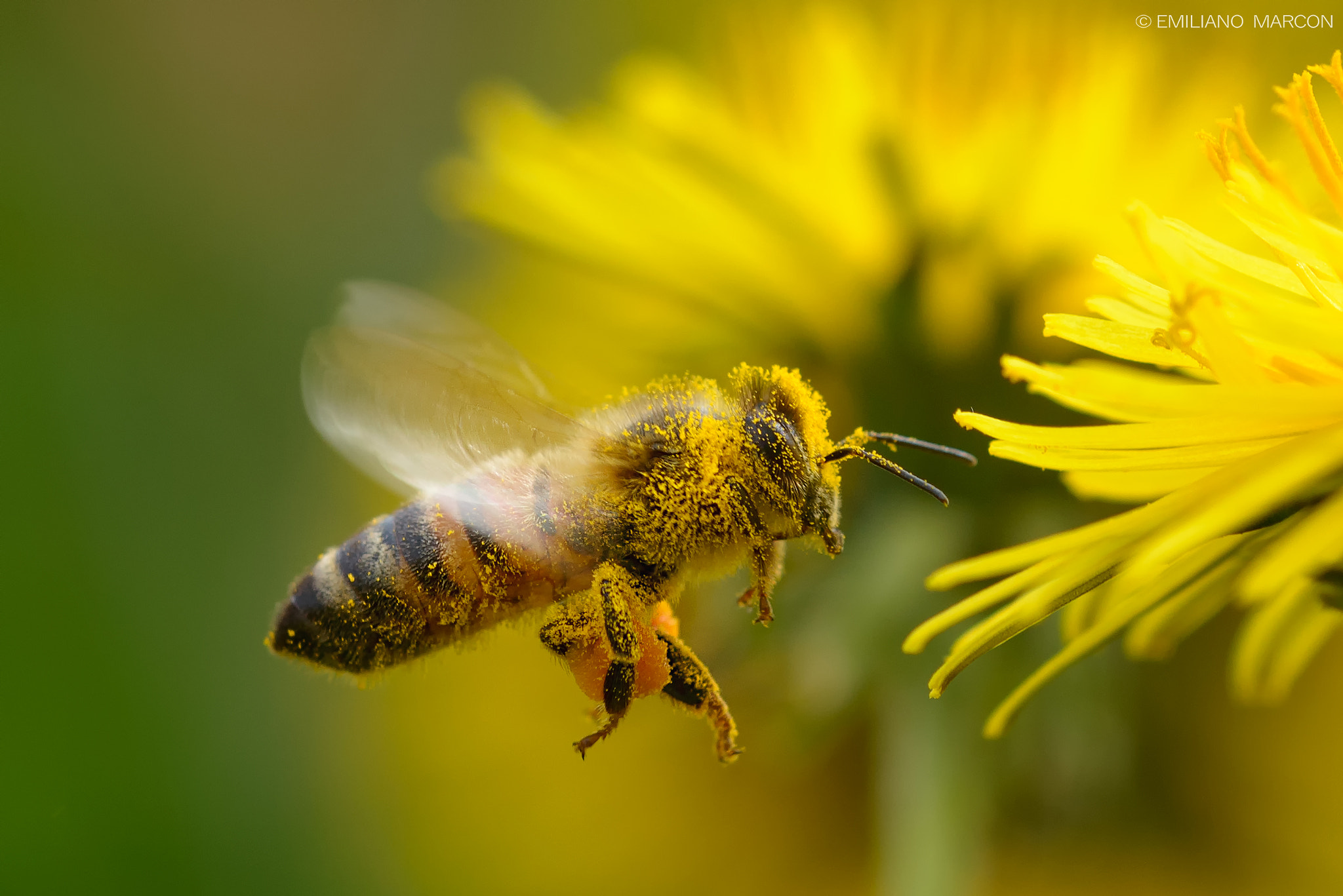 Sigma APO Macro 180mm F3.5 EX DG HSM sample photo. Bee photography