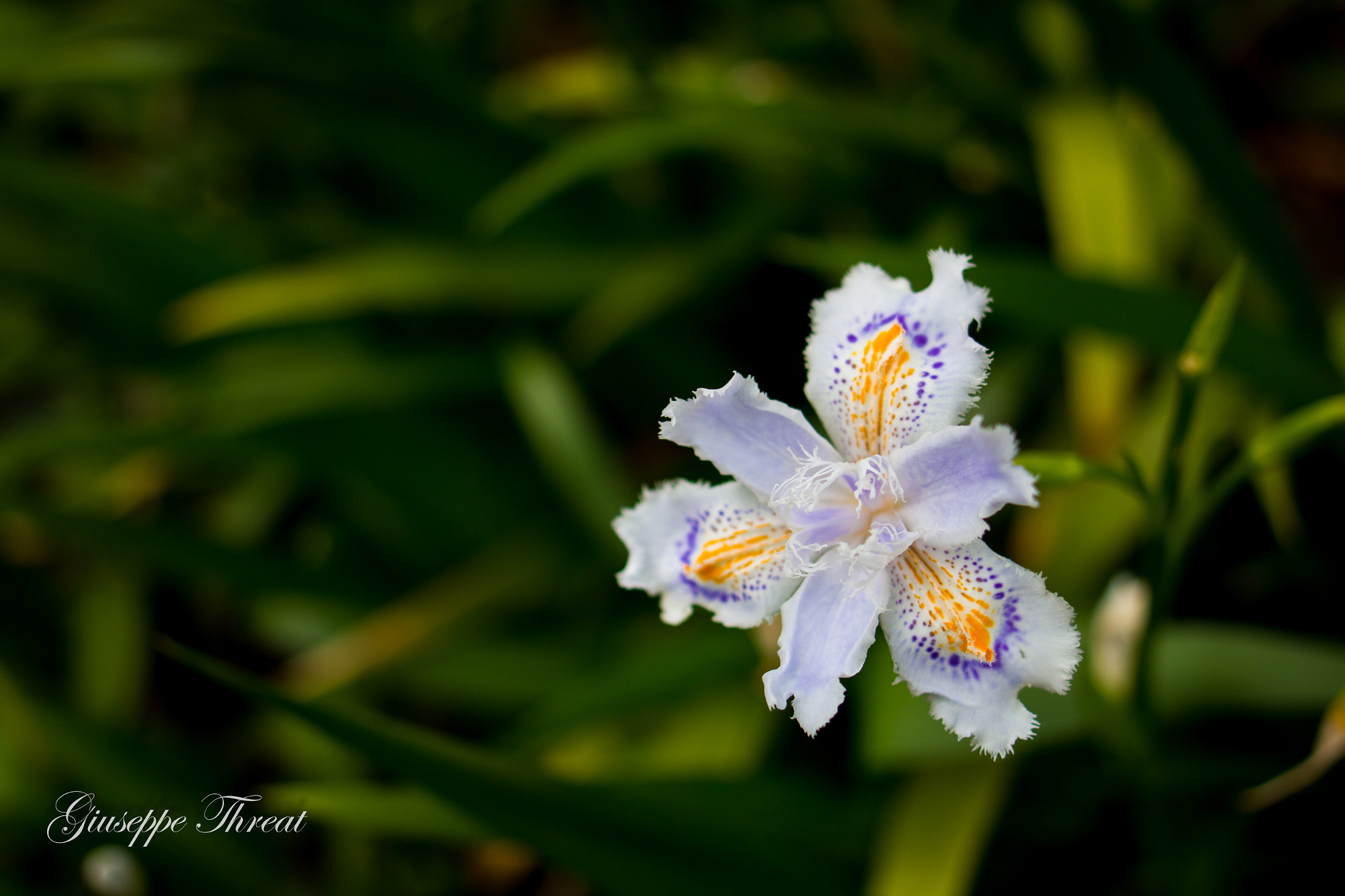 Canon EOS 70D + Canon EF 24mm F2.8 IS USM sample photo. Fiori photography