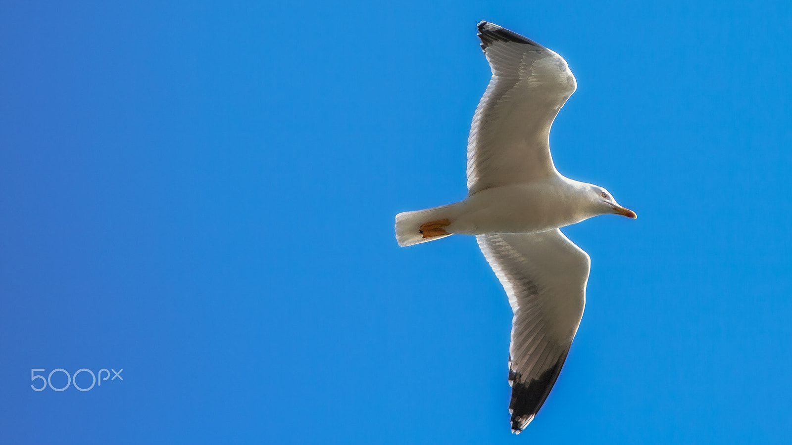 Canon EF 90-300mm F4.5-5.6 sample photo. Freedom photography