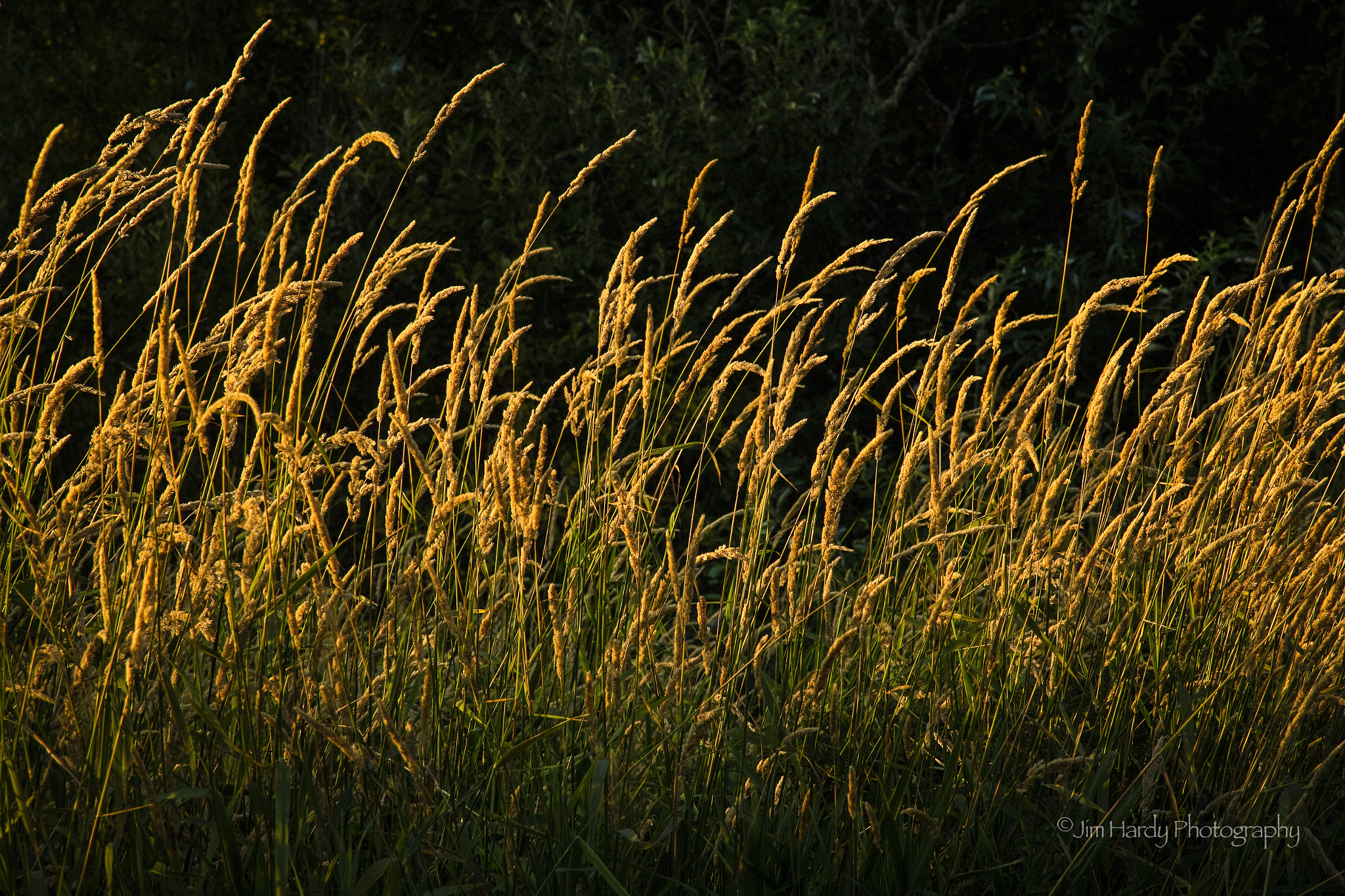 Canon EOS 550D (EOS Rebel T2i / EOS Kiss X4) sample photo. Tall grass at vance creek photography