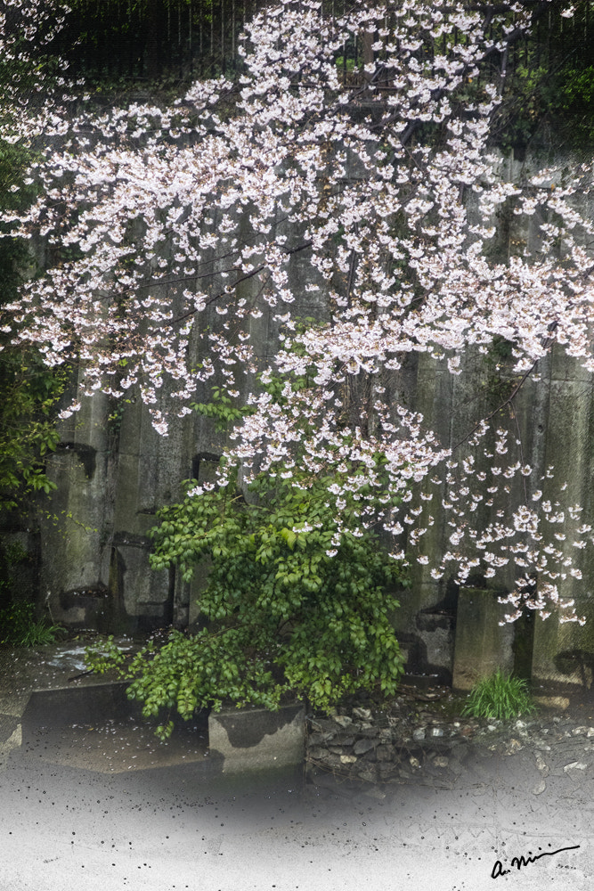 Canon EOS M3 + Canon EF-S 18-135mm F3.5-5.6 IS sample photo. Sakura tree photography