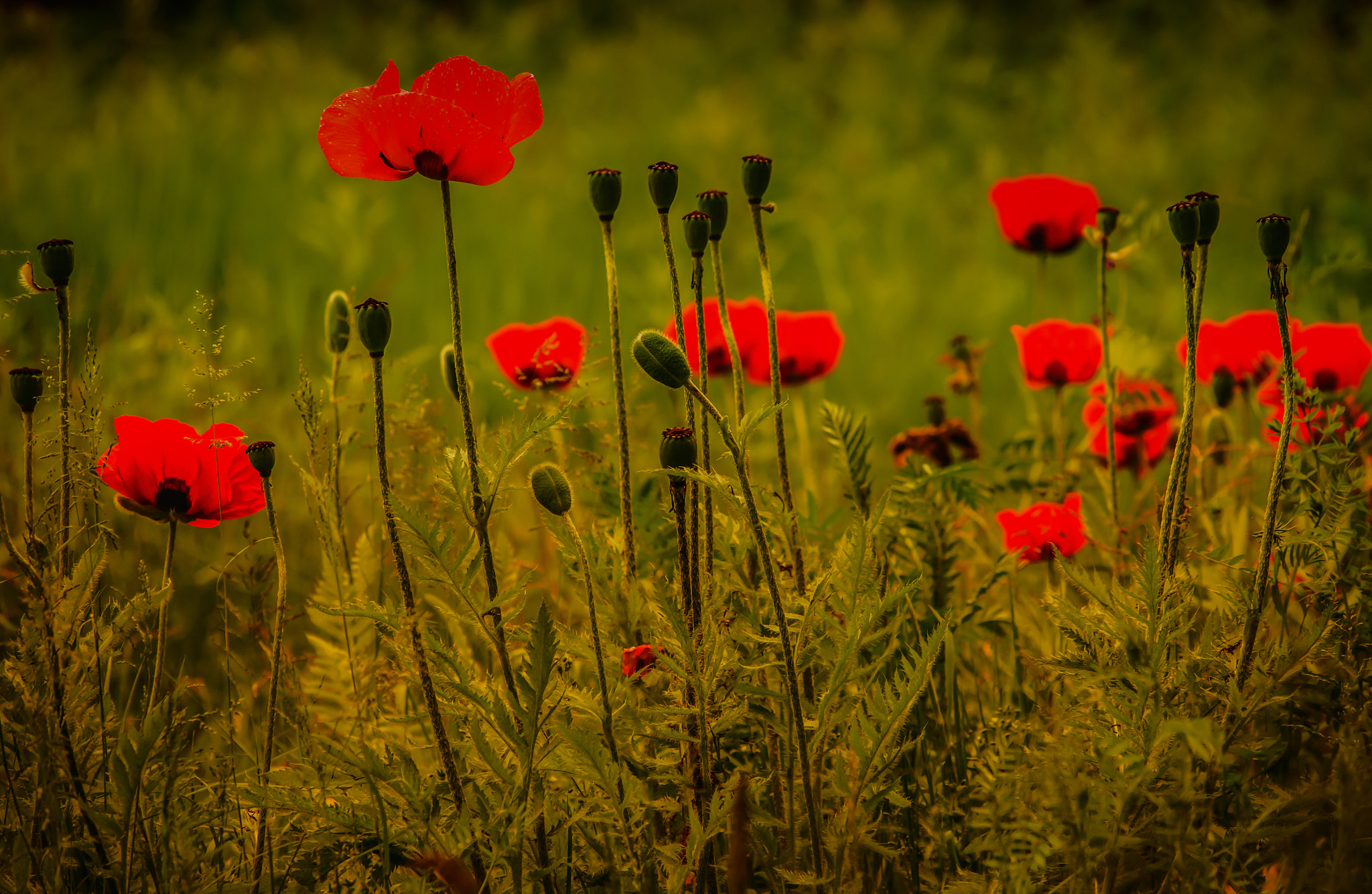 Nikon Df sample photo. Poppies photography