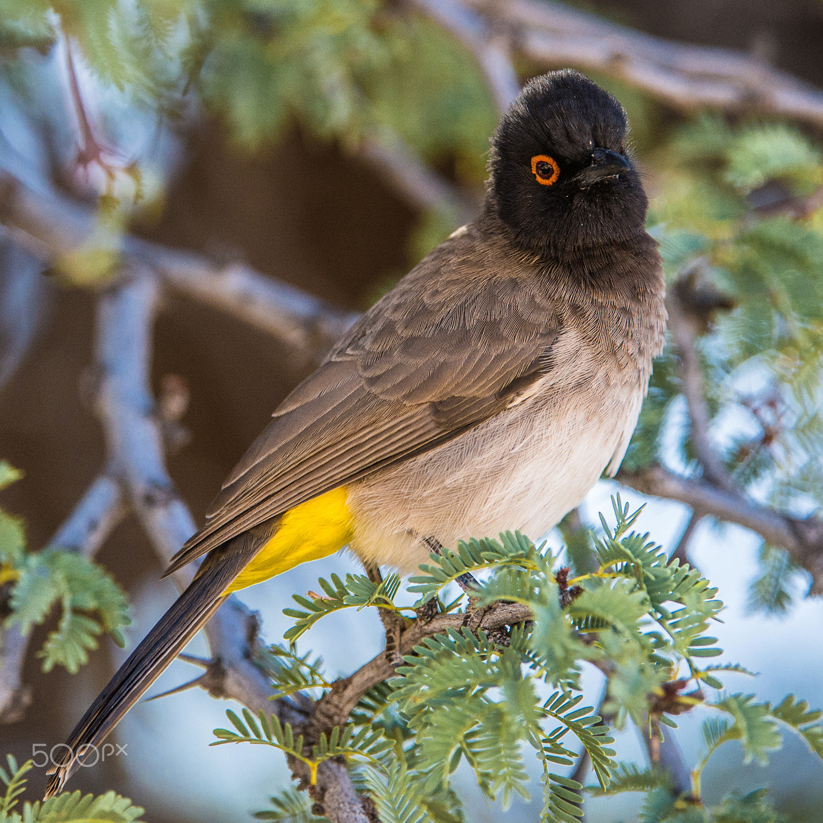 Nikon AF-S Nikkor 200-400mm F4G ED-IF VR sample photo. African red-eyed bulbul photography