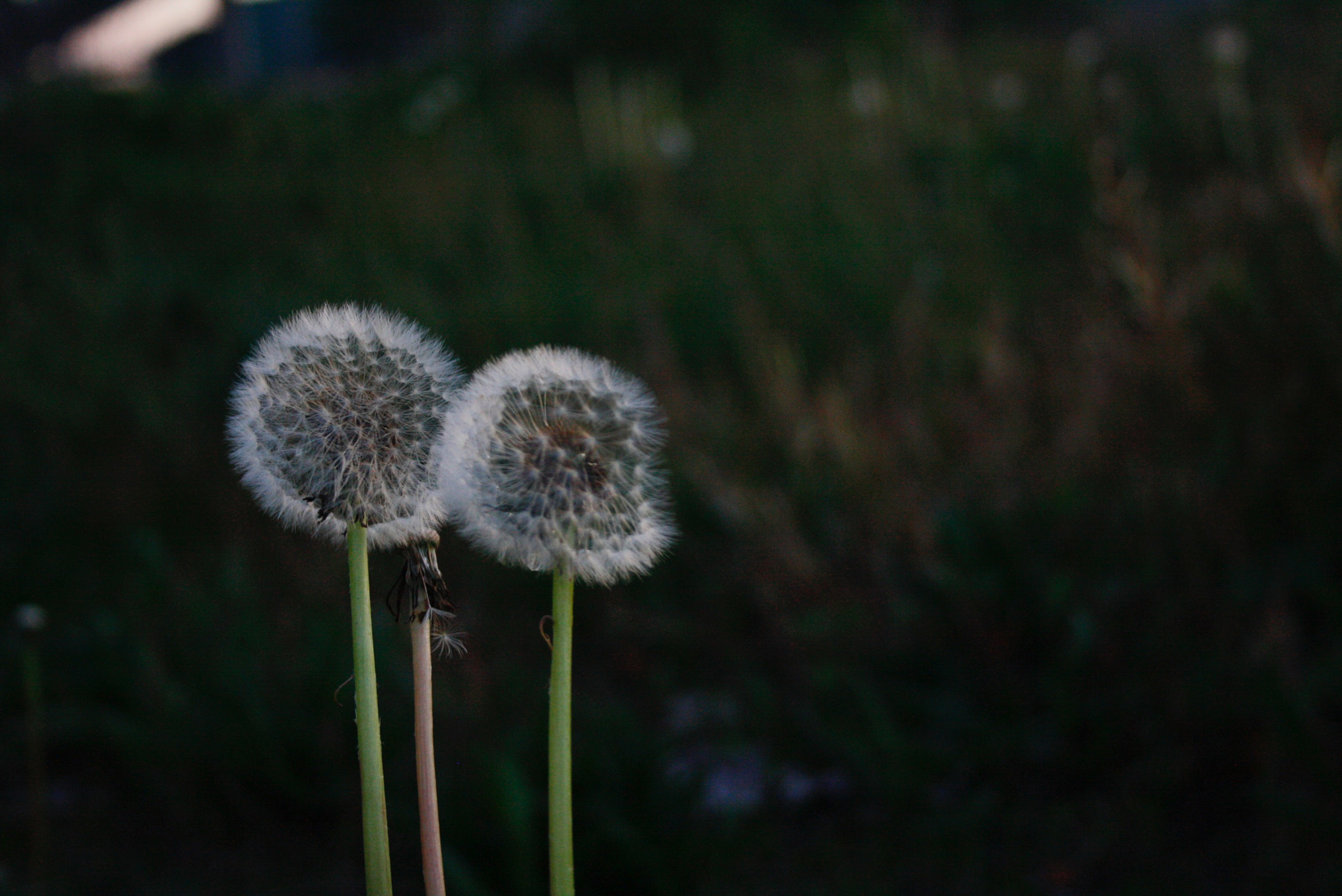 Canon EF-S 18-55mm F3.5-5.6 sample photo
