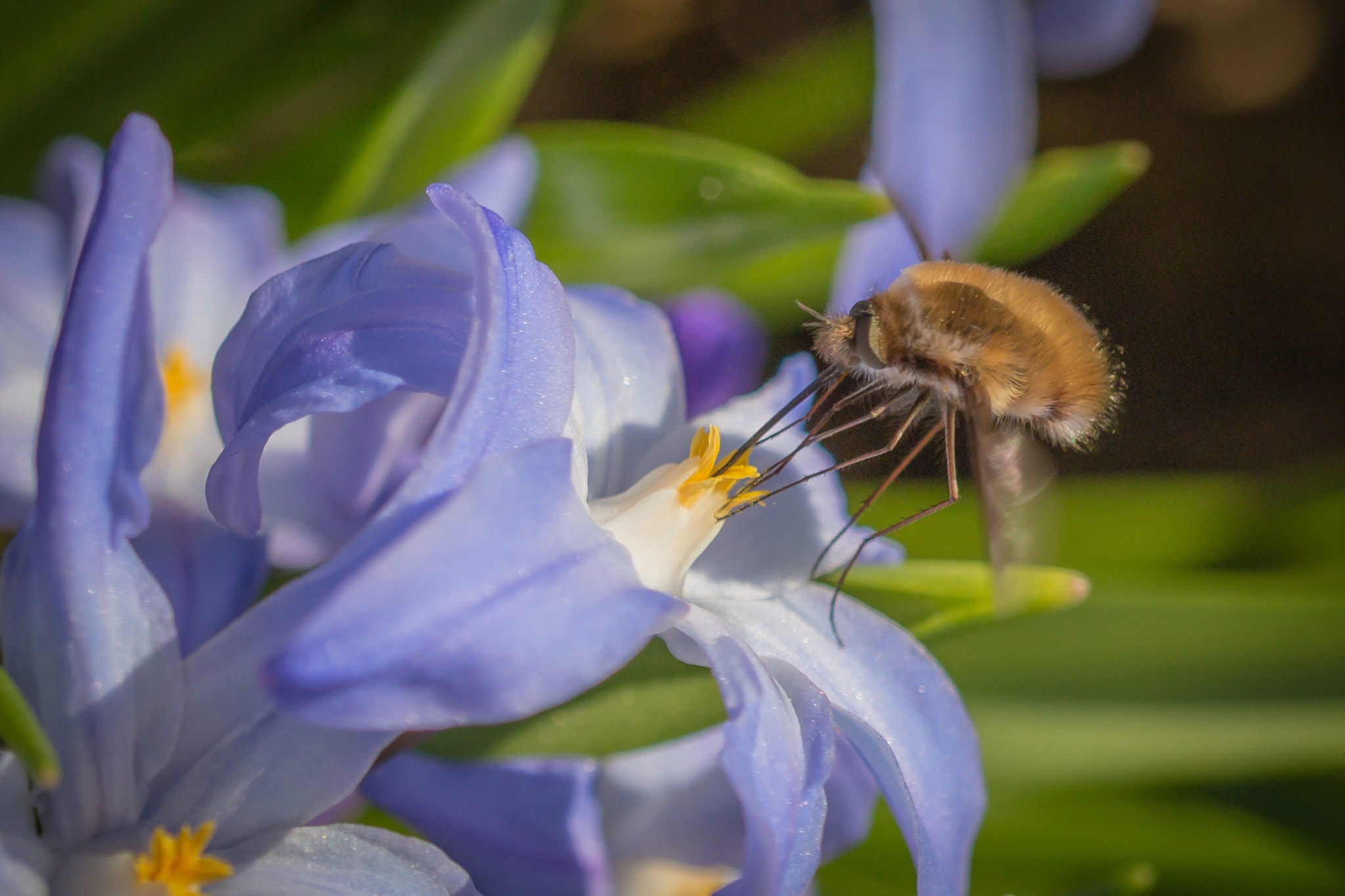 Sigma 150mm f/2.8 EX DG OS HSM APO Macro sample photo. Großer wollschweber photography