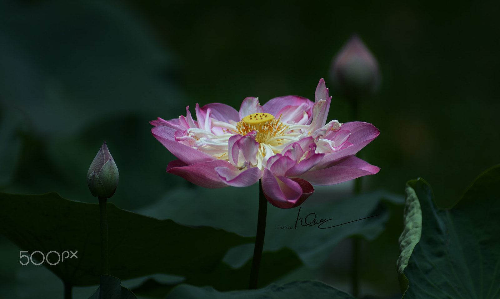 Nikon AF Nikkor 180mm F2.8D ED-IF sample photo