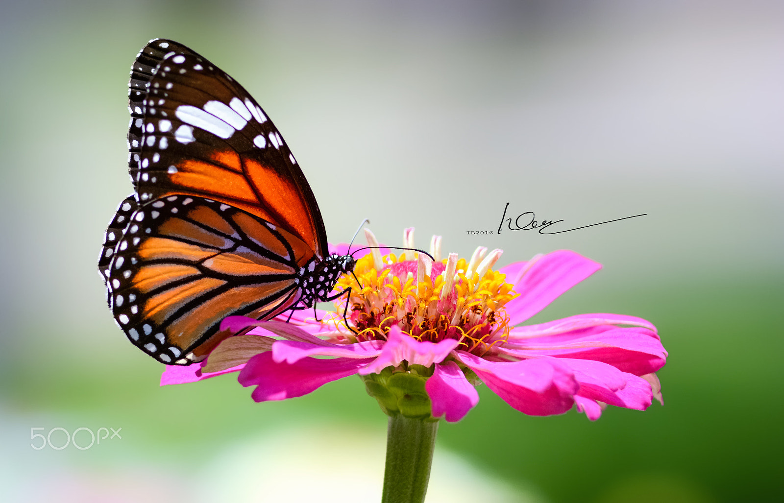 Nikon D7100 + Nikon AF Nikkor 180mm F2.8D ED-IF sample photo