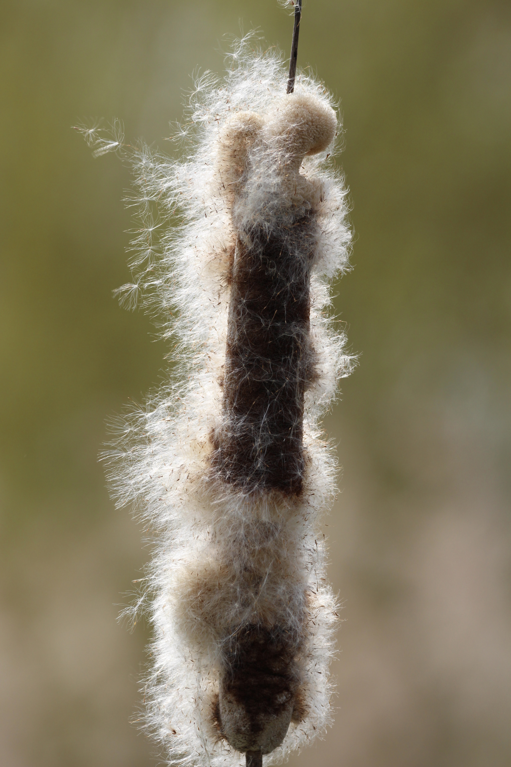 Sigma 150-600mm F5-6.3 DG OS HSM | C sample photo. Gone with the wind photography