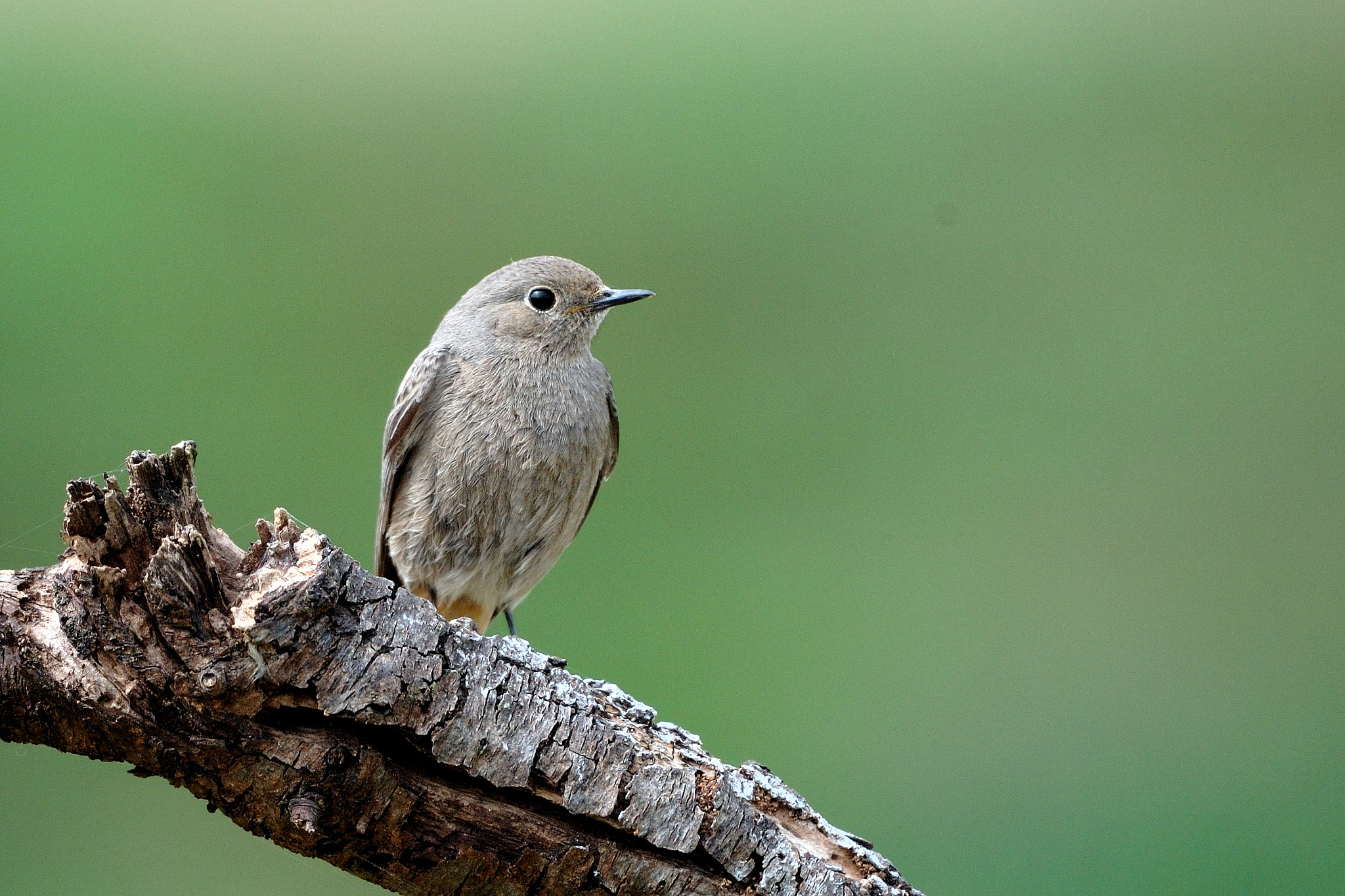 Nikon D70 sample photo. - photography
