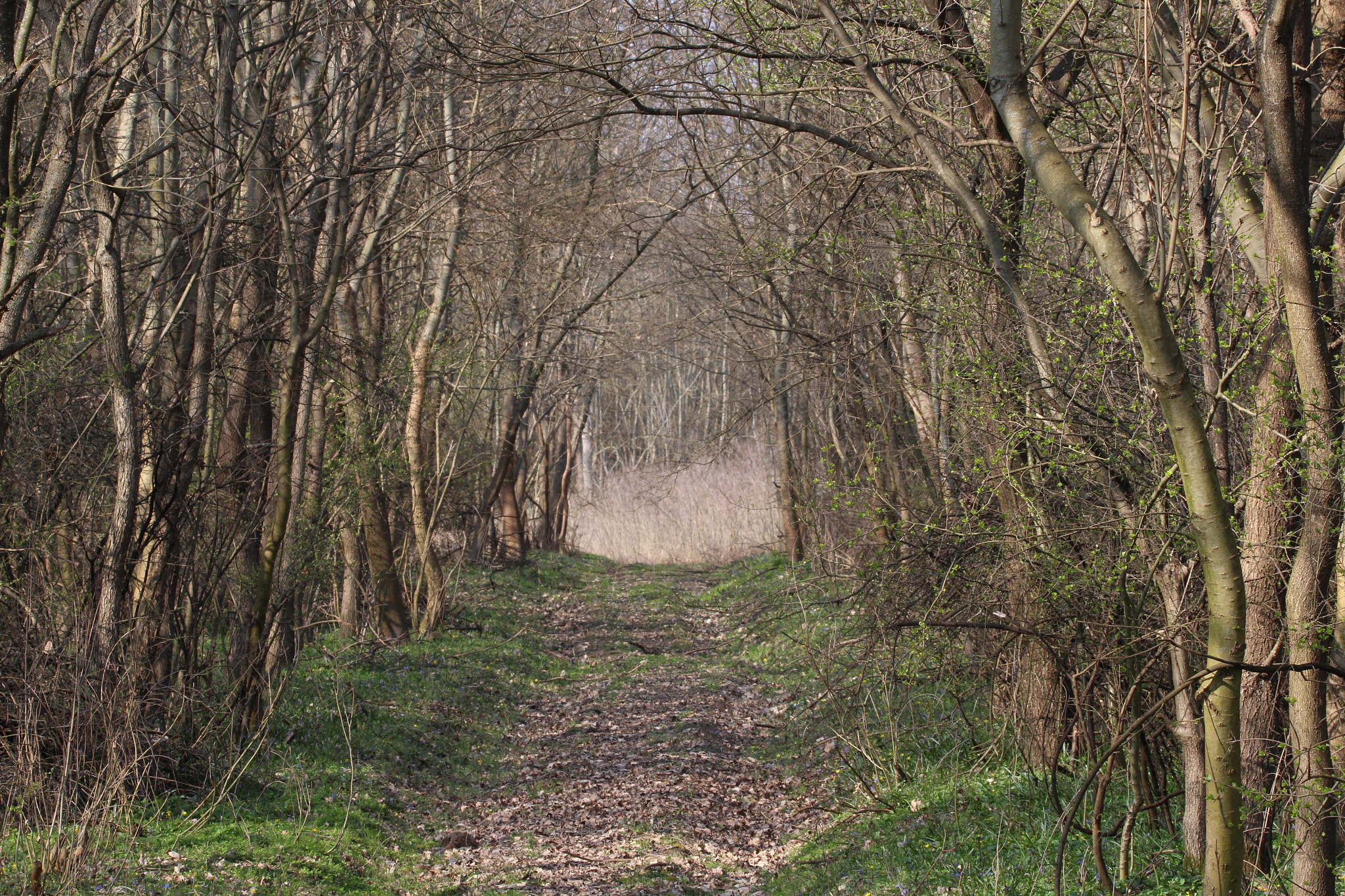 Sigma 150-600mm F5-6.3 DG OS HSM | C sample photo. Road through the forest photography