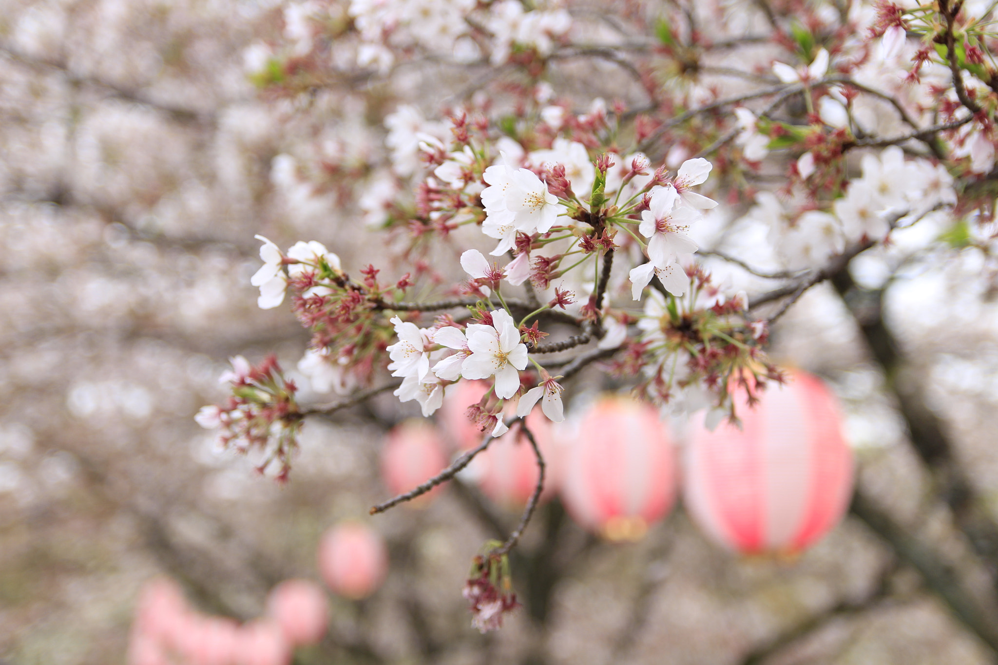 Canon EOS 700D (EOS Rebel T5i / EOS Kiss X7i) sample photo. Sakura japan photography
