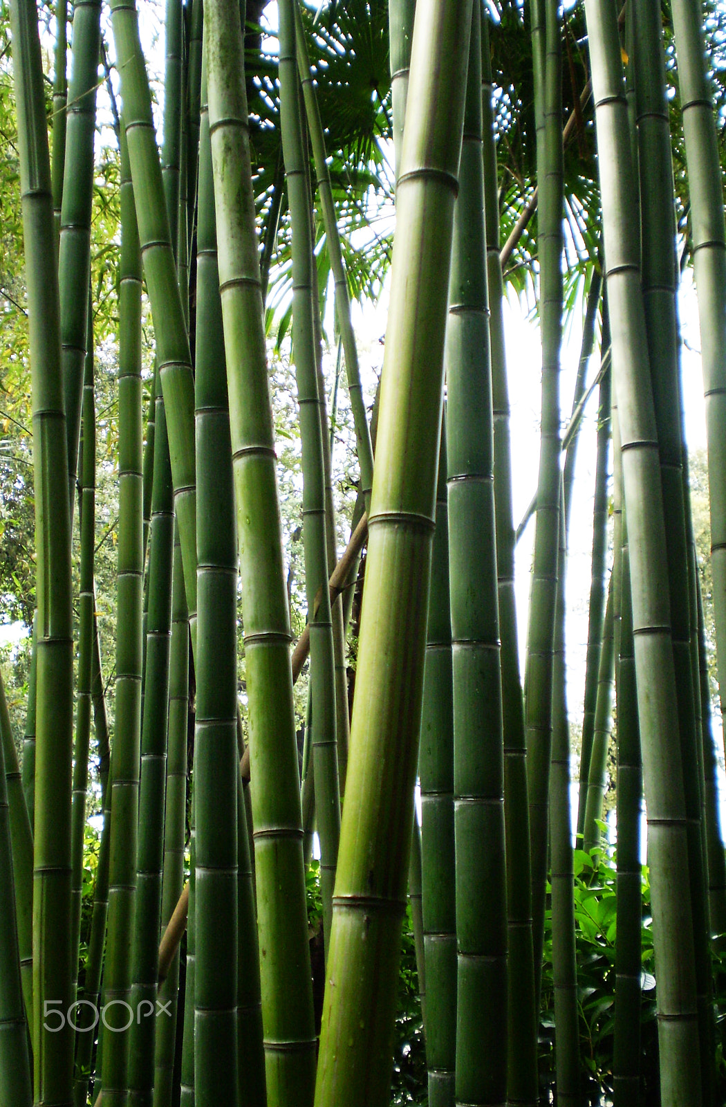 Olympus FE210,X775 sample photo. Bamboo photography