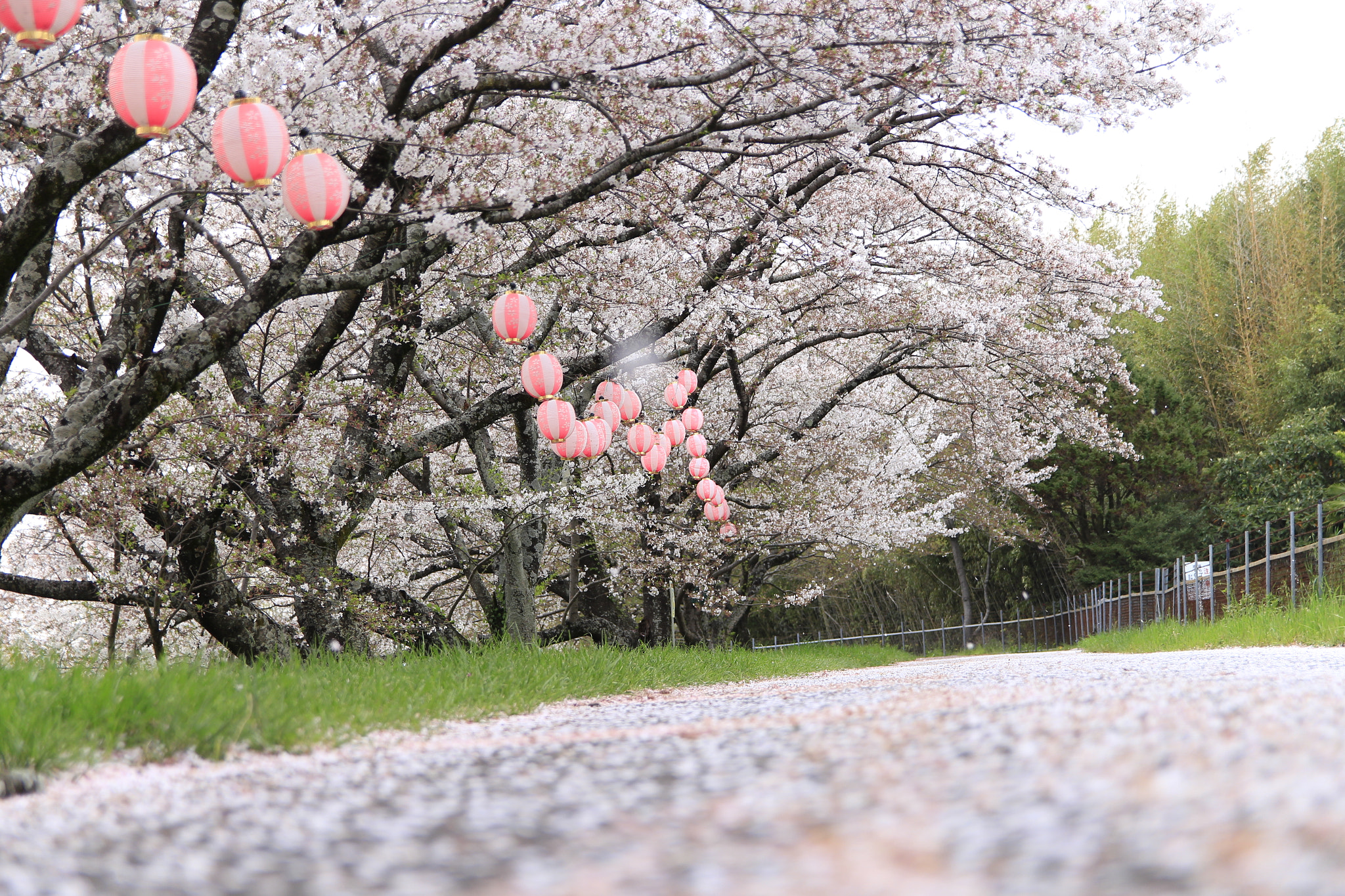 Canon EOS 700D (EOS Rebel T5i / EOS Kiss X7i) sample photo. Sakura photography