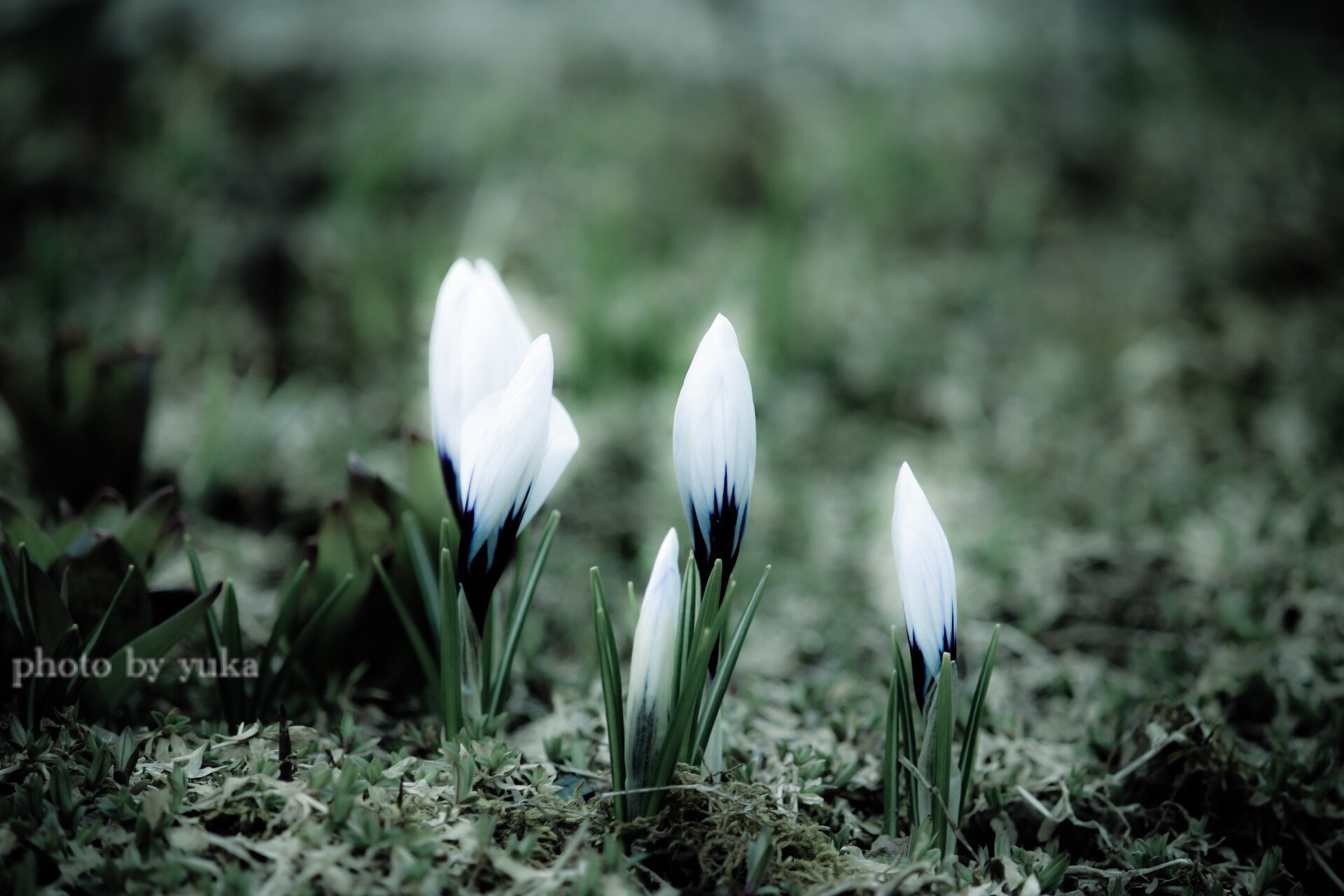 Canon EF-S 55-250mm F4-5.6 IS sample photo. 春 photography