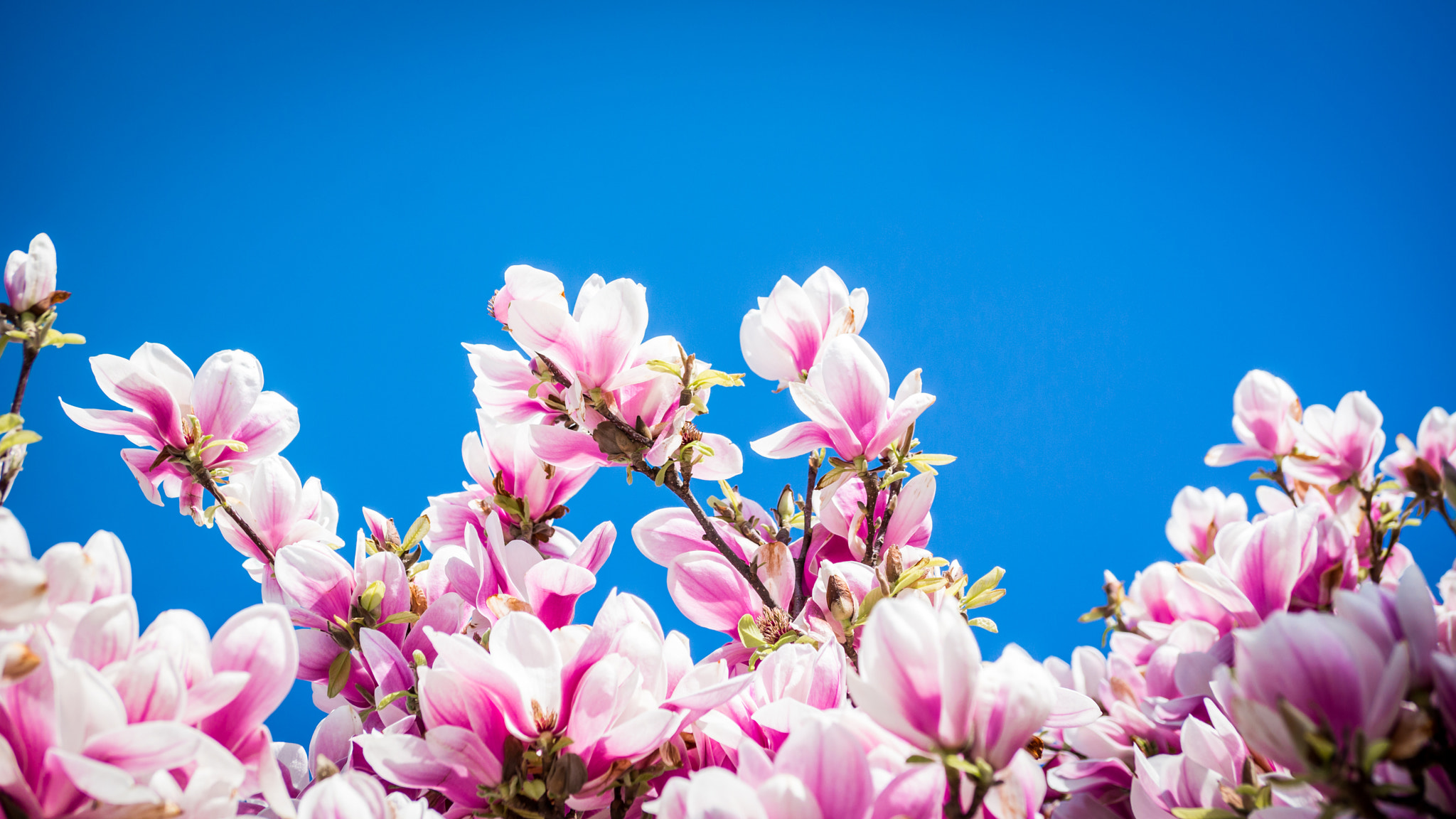 Samsung NX300 + Samsung NX 60mm F2.8 Macro ED OIS SSA sample photo. Magnolia photography