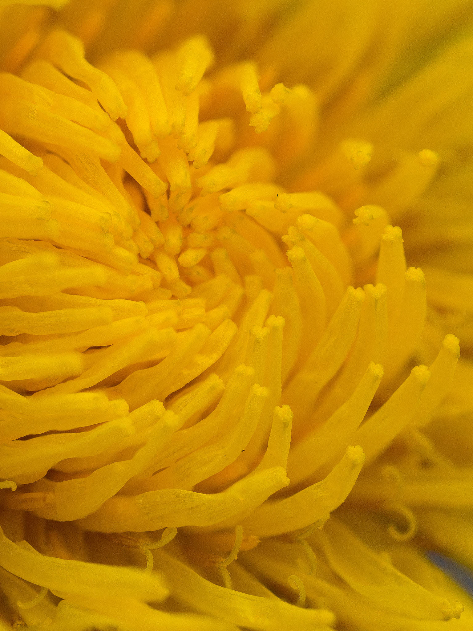 Olympus M.Zuiko Digital ED 60mm F2.8 Macro sample photo. Flower macro stacked in photoshop photography