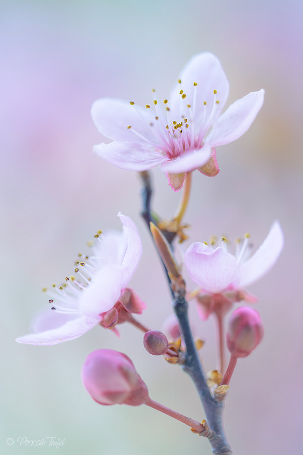 Sigma 150mm F2.8 EX DG Macro HSM sample photo. Trees in flower photography