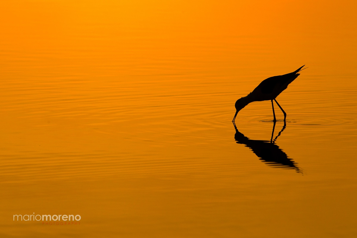 Canon EF 300mm F2.8L IS USM sample photo. Masek silhouete photography