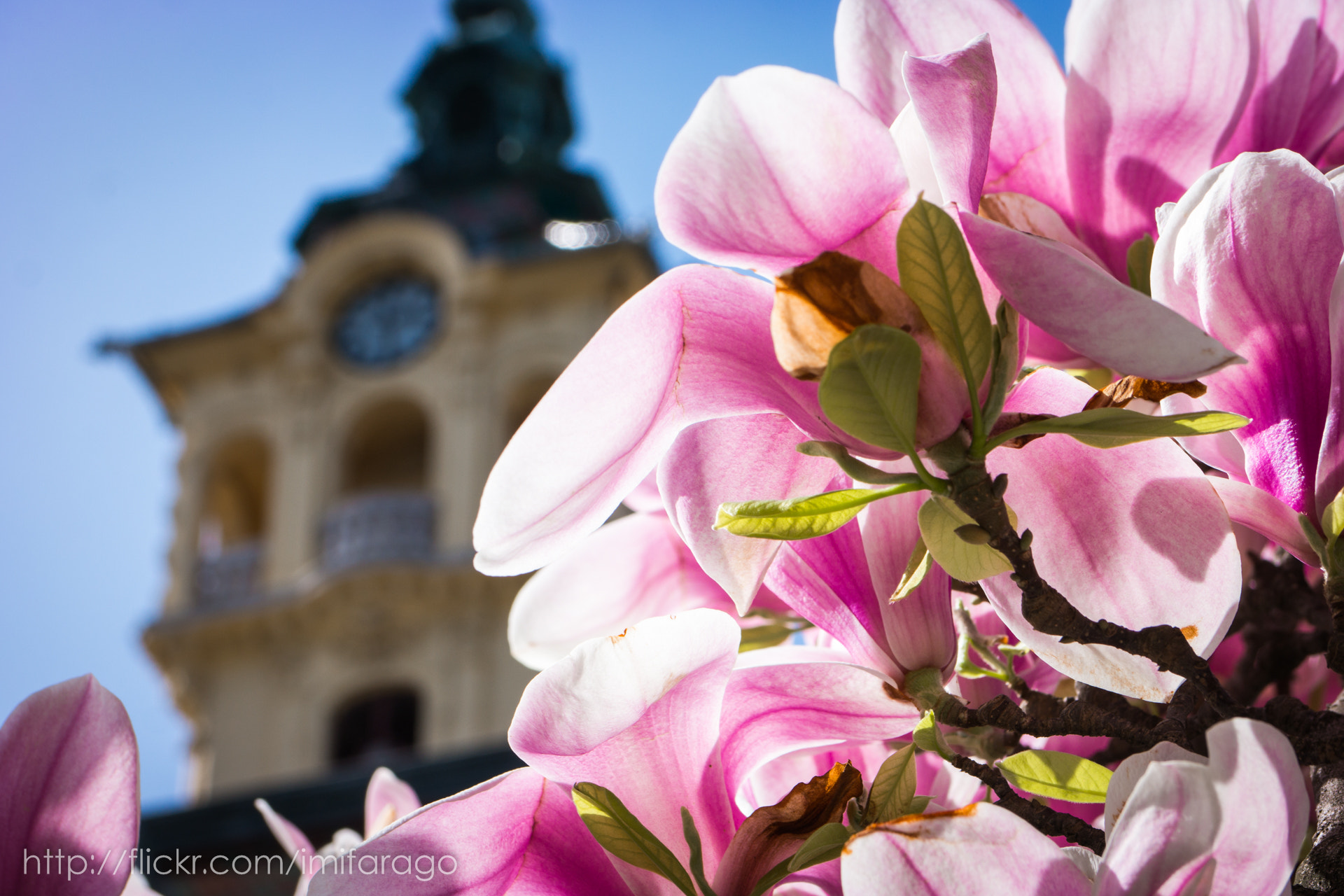 Samsung NX 60mm F2.8 Macro ED OIS SSA sample photo. City hall photography