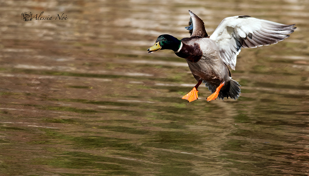 Nikon D300 + Nikon AF-S Nikkor 300mm F4D ED-IF sample photo. Duck photography