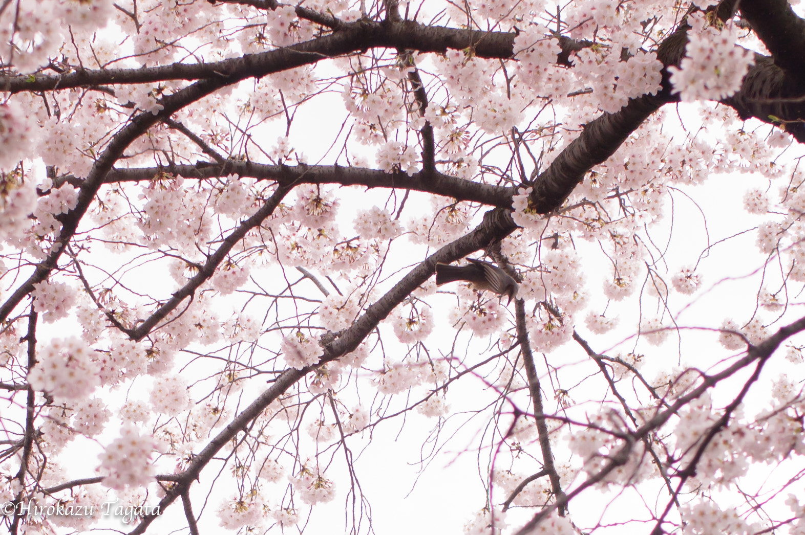 Sony Alpha NEX-5 + Sigma 30mm F2.8 EX DN sample photo. Cherry blossom & bird photography