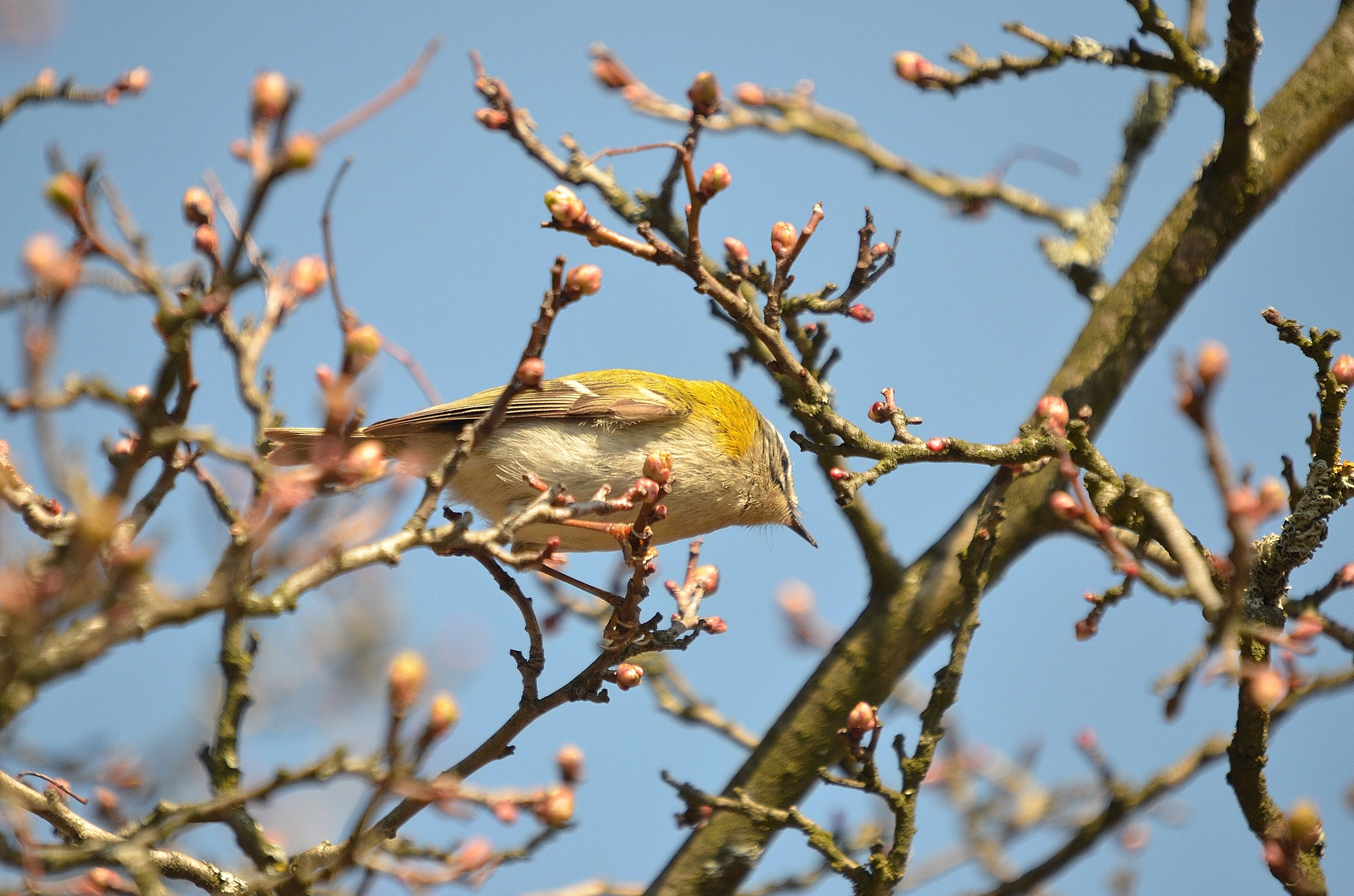 Nikon D7000 + Sigma 50-500mm F4-6.3 EX APO RF HSM sample photo. 001 photography