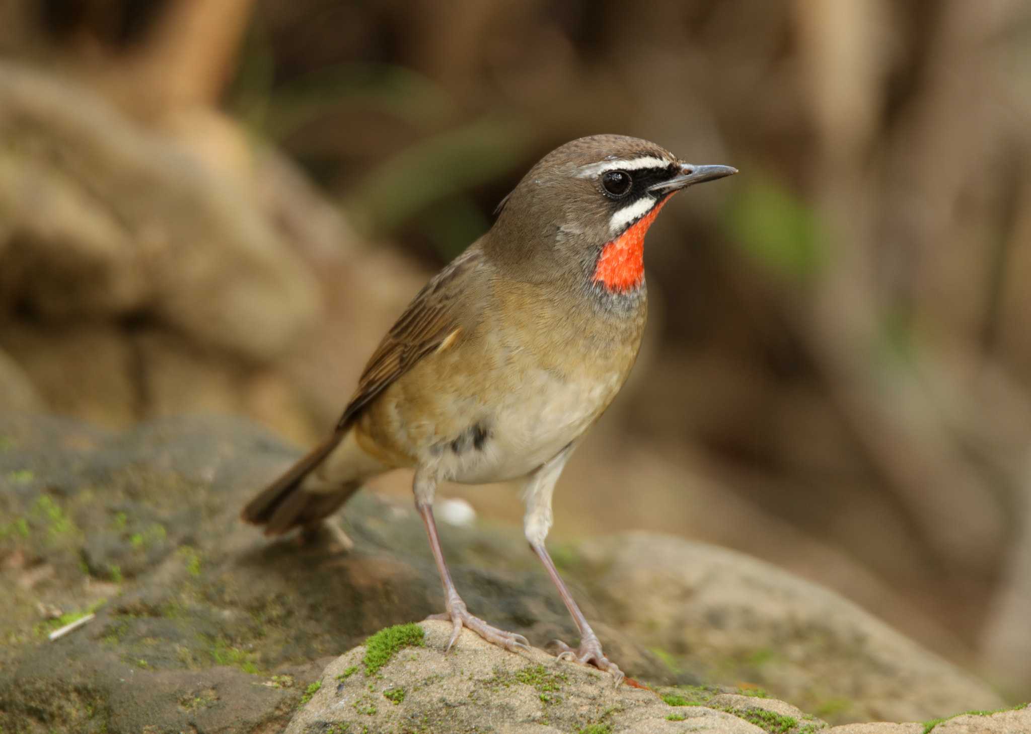 Canon EOS 5DS + Tamron SP 150-600mm F5-6.3 Di VC USD sample photo. Siberian rubythroat photography