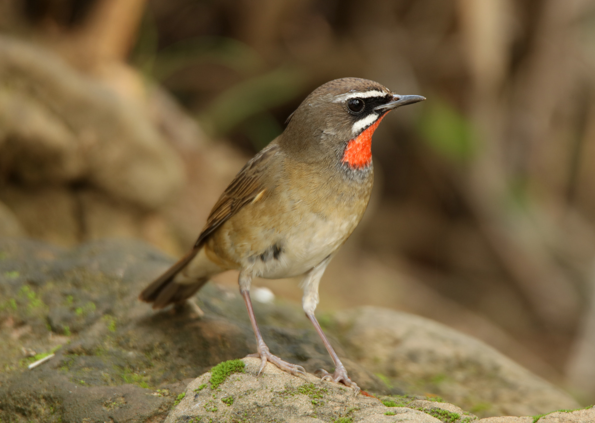 Tamron SP 150-600mm F5-6.3 Di VC USD sample photo. Siberian rubythroat photography