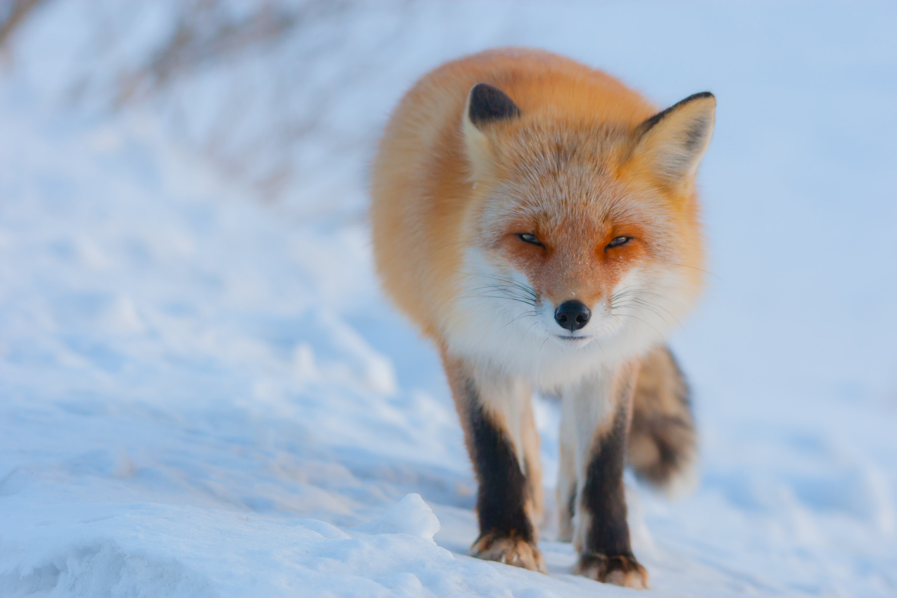 Sigma 150-500mm F5-6.3 DG OS HSM sample photo. Ezo red fox photography