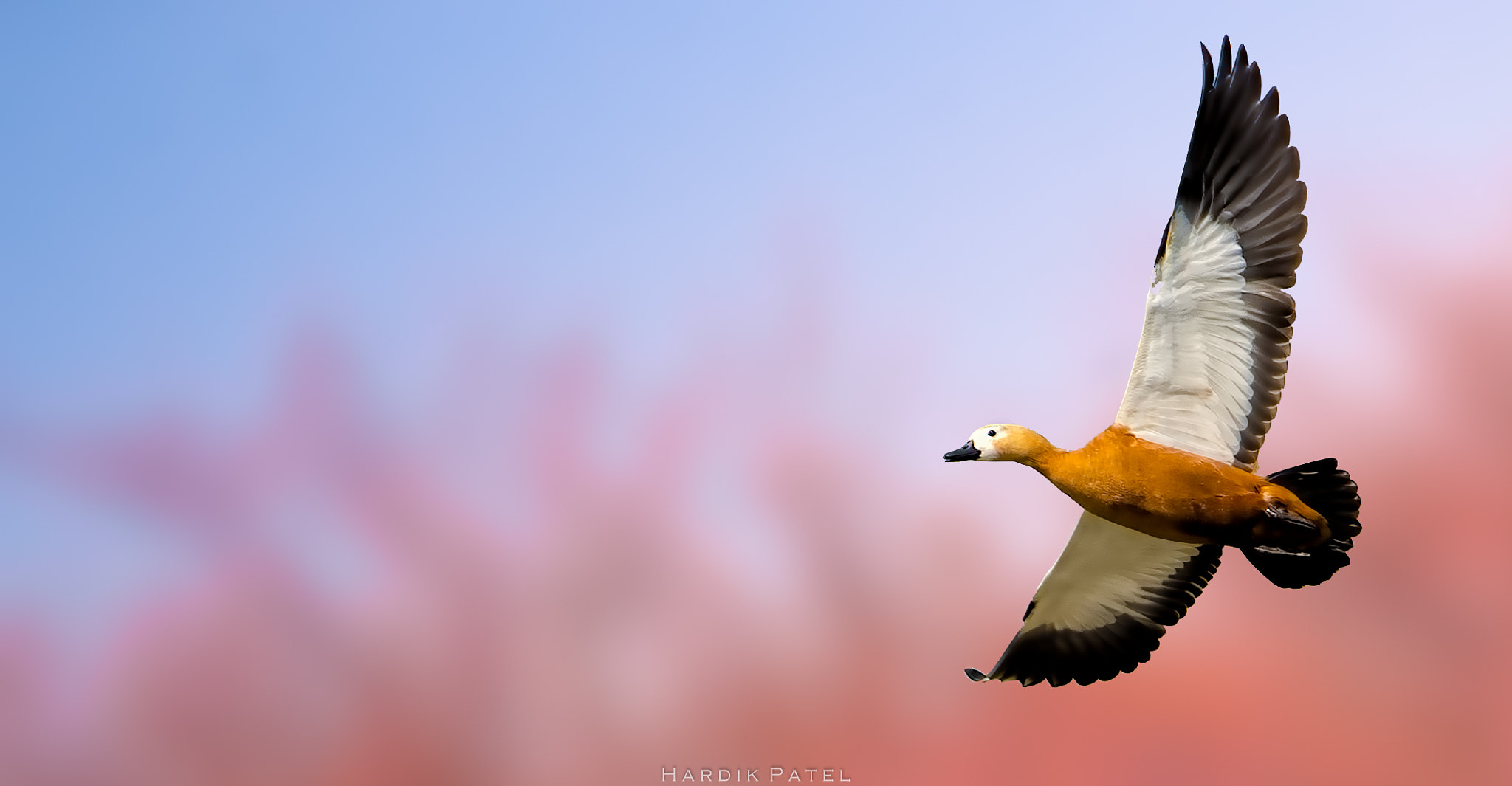 Nikon D4S sample photo. Ruddy shellduck photography