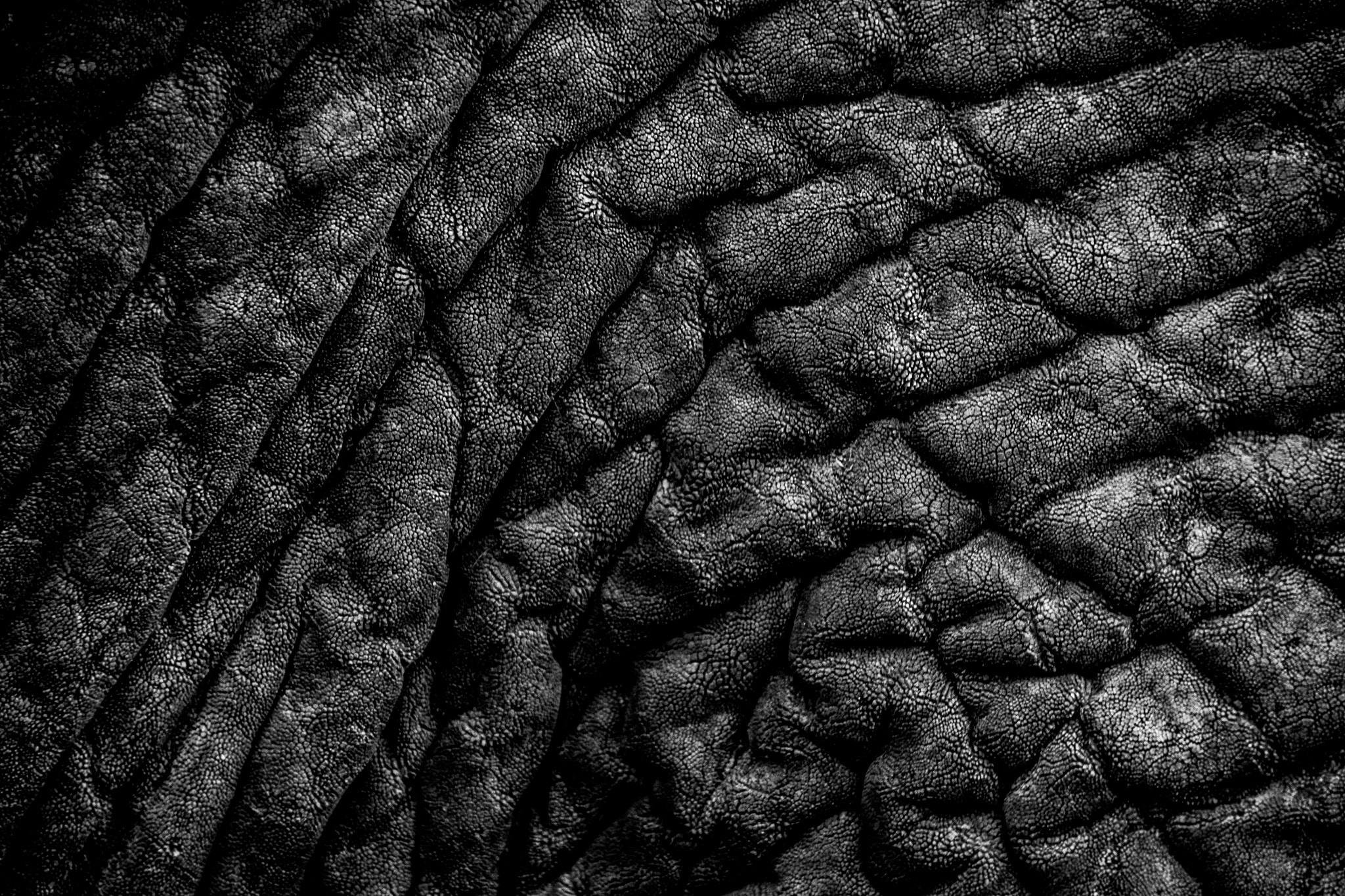 Sigma 18-250mm F3.5-6.3 DC OS HSM sample photo. Elephant skin photography
