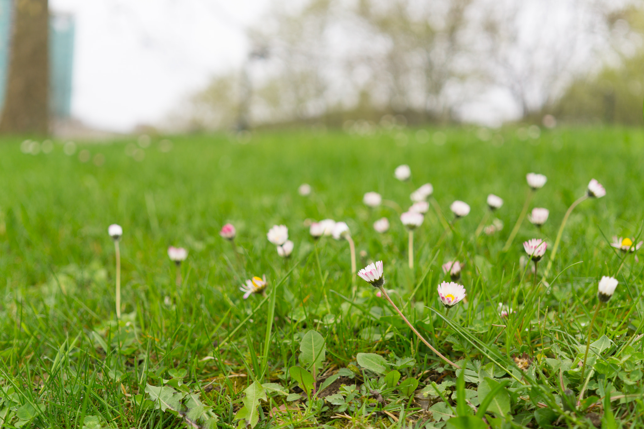 Sony a5100 + Sigma 30mm F2.8 EX DN sample photo. Field photography