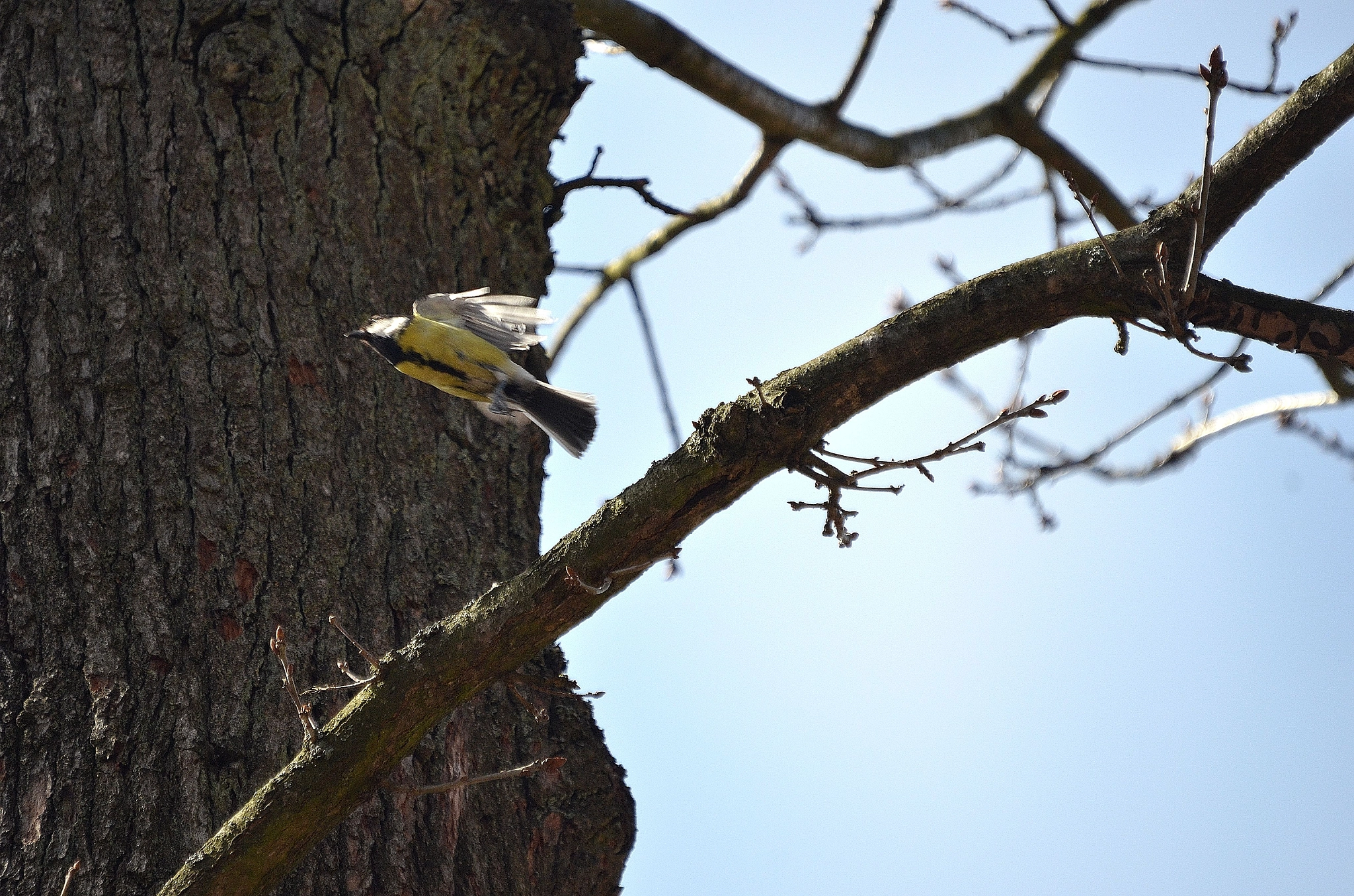 Sigma 50-500mm F4-6.3 EX APO RF HSM sample photo. 002 photography