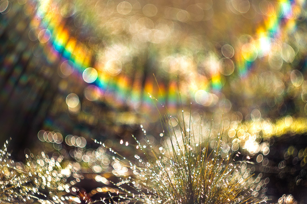 Canon EF 28-80mm f/3.5-5.6 sample photo. Hallucinations photography