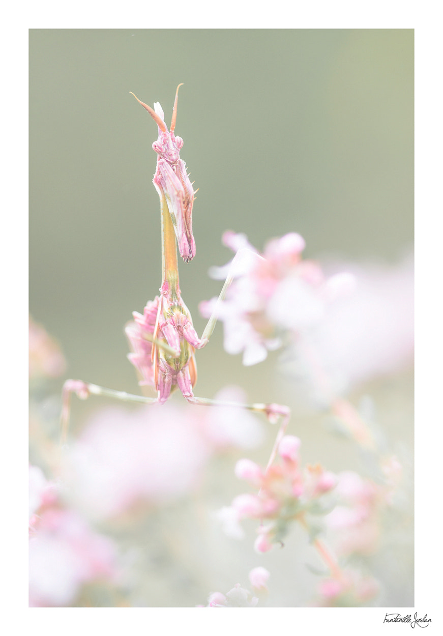 Nikon D610 + Sigma 105mm F2.8 EX DG Macro sample photo. The devil wears prada photography