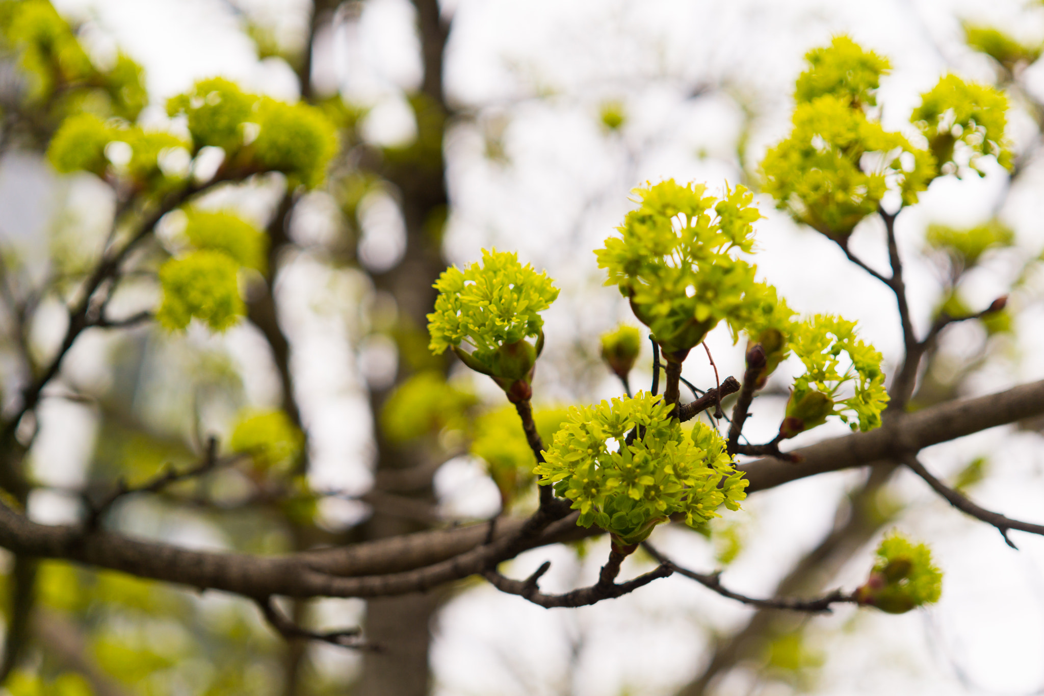 Sony a5100 + Sigma 30mm F2.8 EX DN sample photo. Tree blossom photography