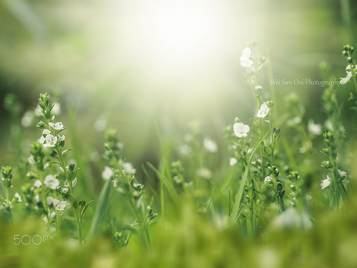Panasonic Leica DG Macro-Elmarit 45mm F2.8 ASPH OIS sample photo. White tiny flowers photography