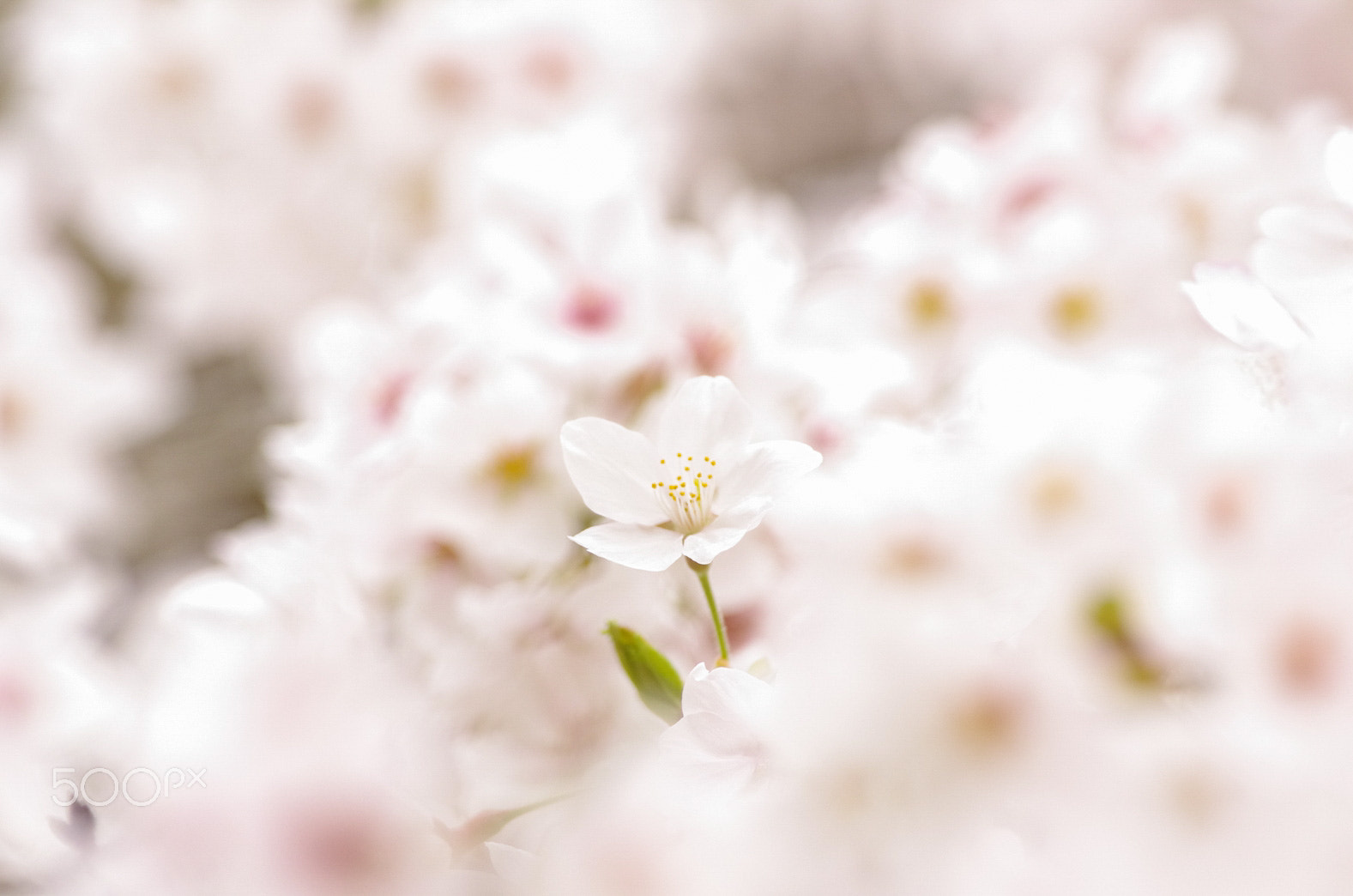 Pentax smc DA* 300mm F4.0 ED (IF) SDM sample photo. Yahh! photography