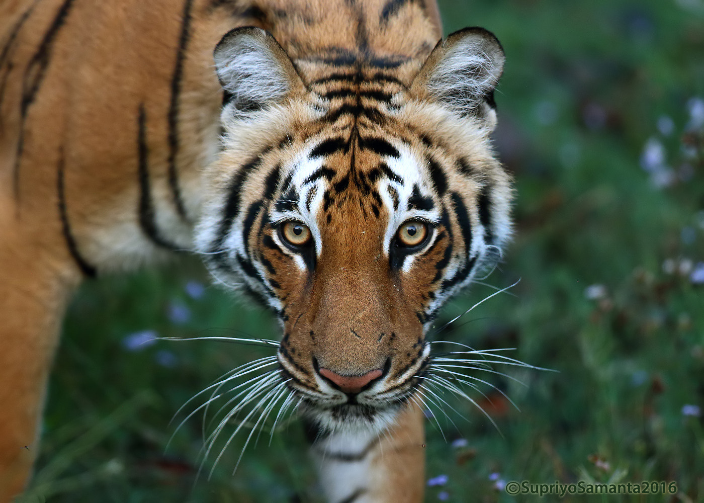 Canon EOS 70D + Canon EF 300mm F2.8L IS II USM sample photo. Tiger face photography