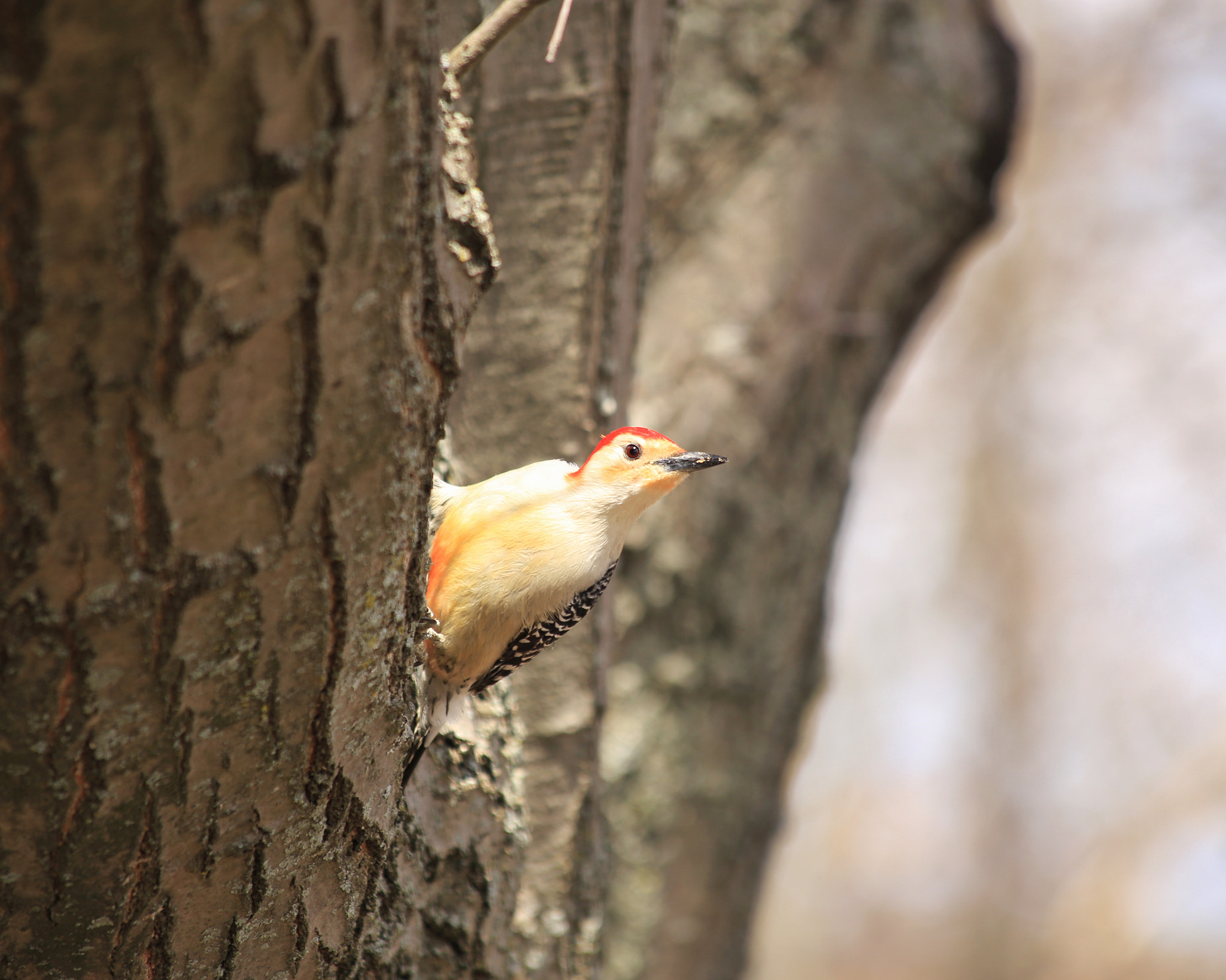Canon EF 70-300mm F4-5.6 IS USM sample photo